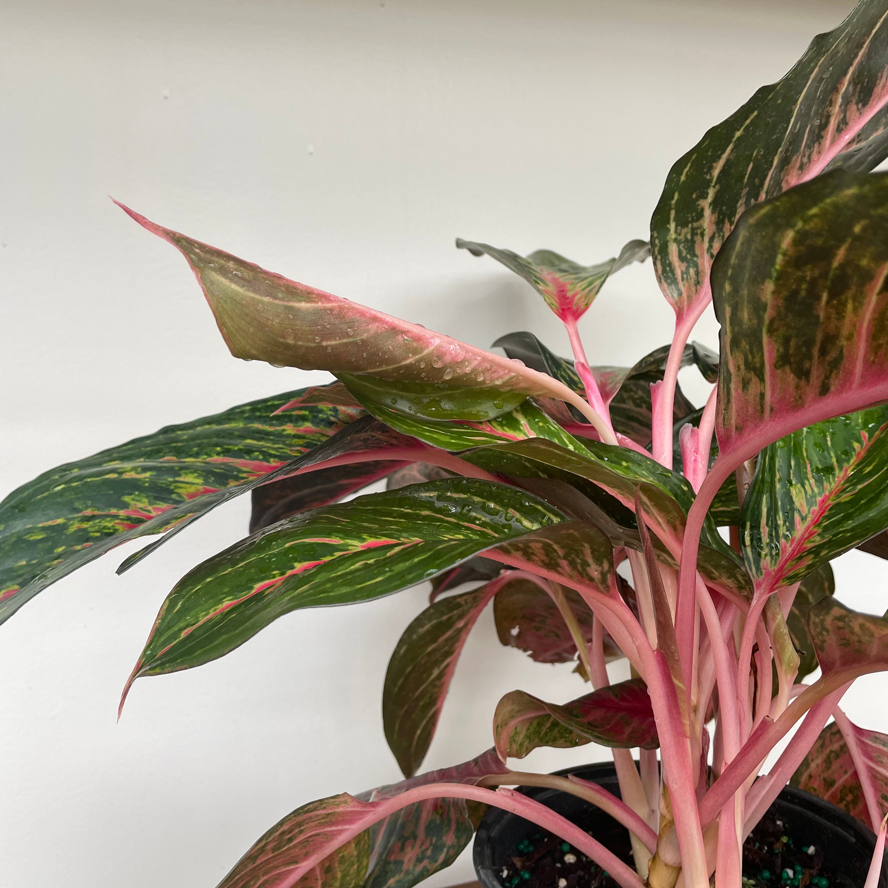 Chinese Evergreen 'Red Emerald' (Aglaonema)