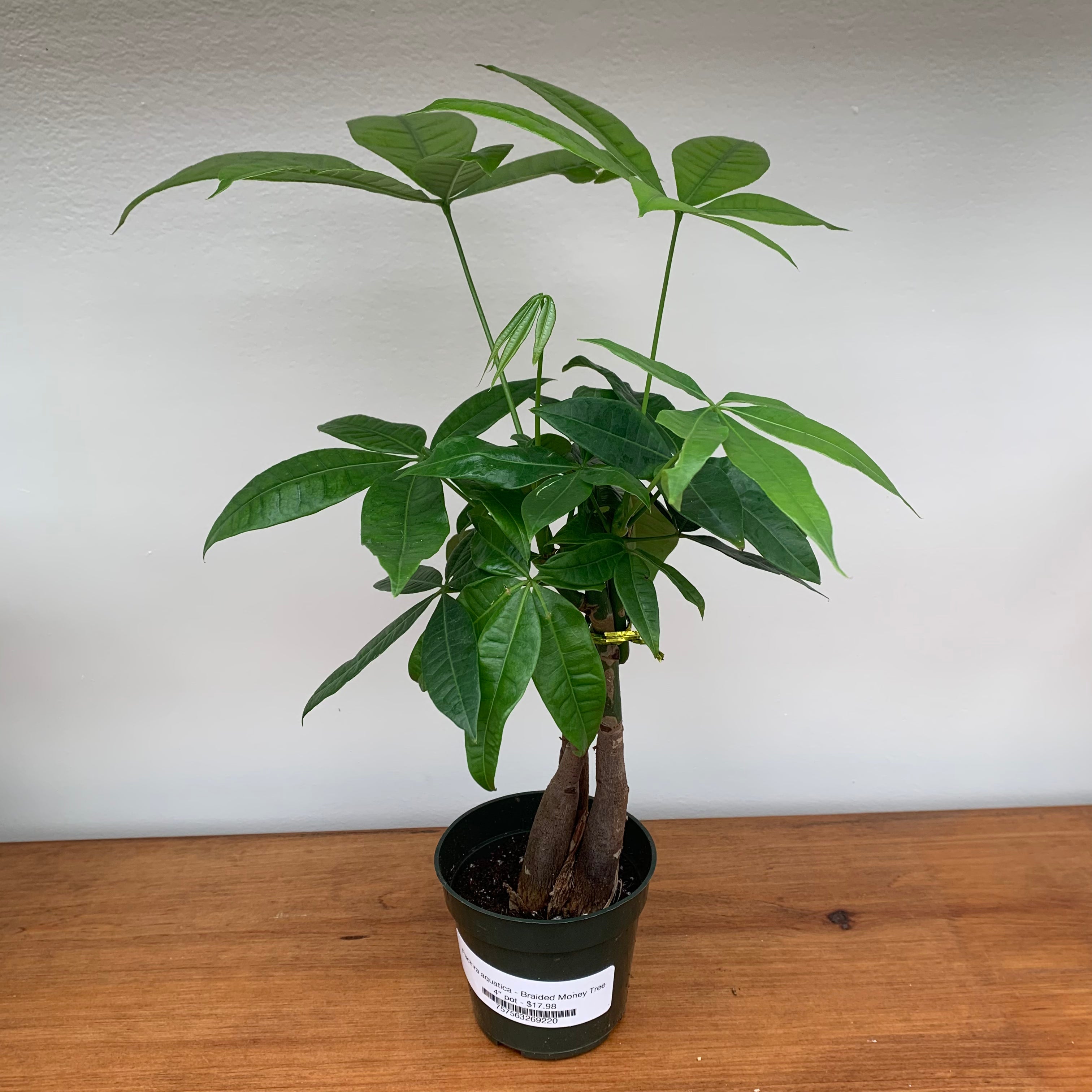 Braided Money Tree (Pachira aquatica)