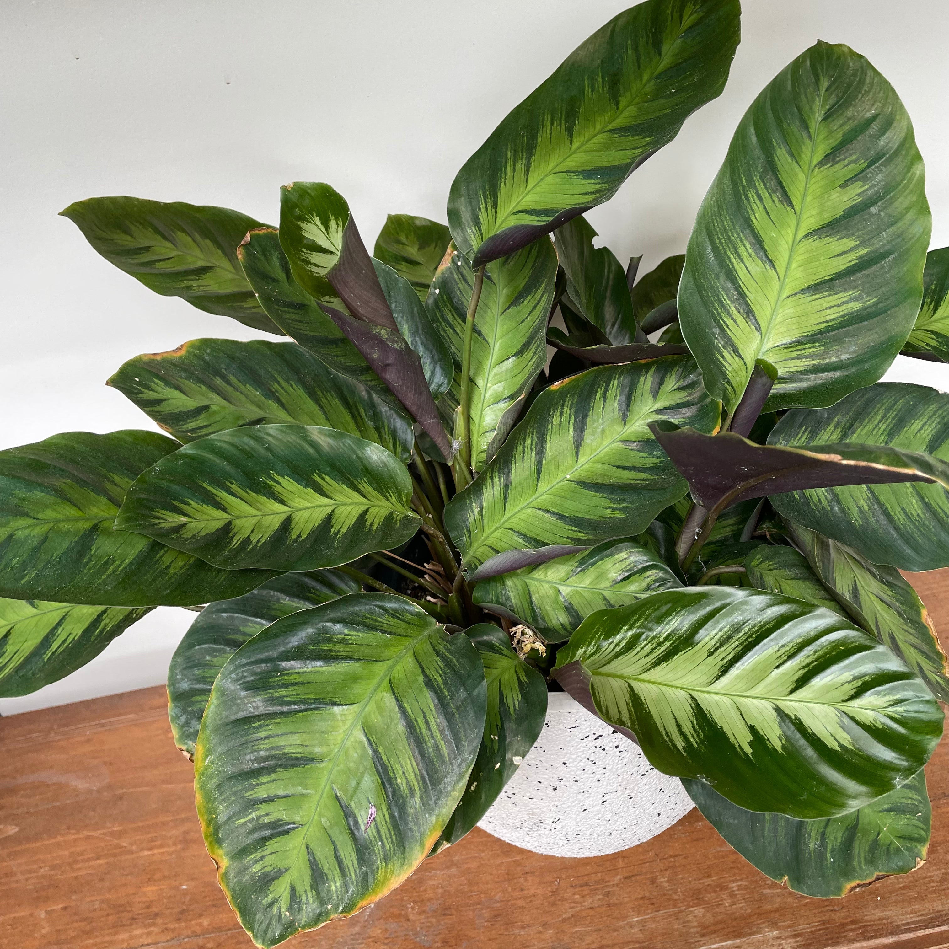 Peacock Prayer Plant (Calathea makoyana)