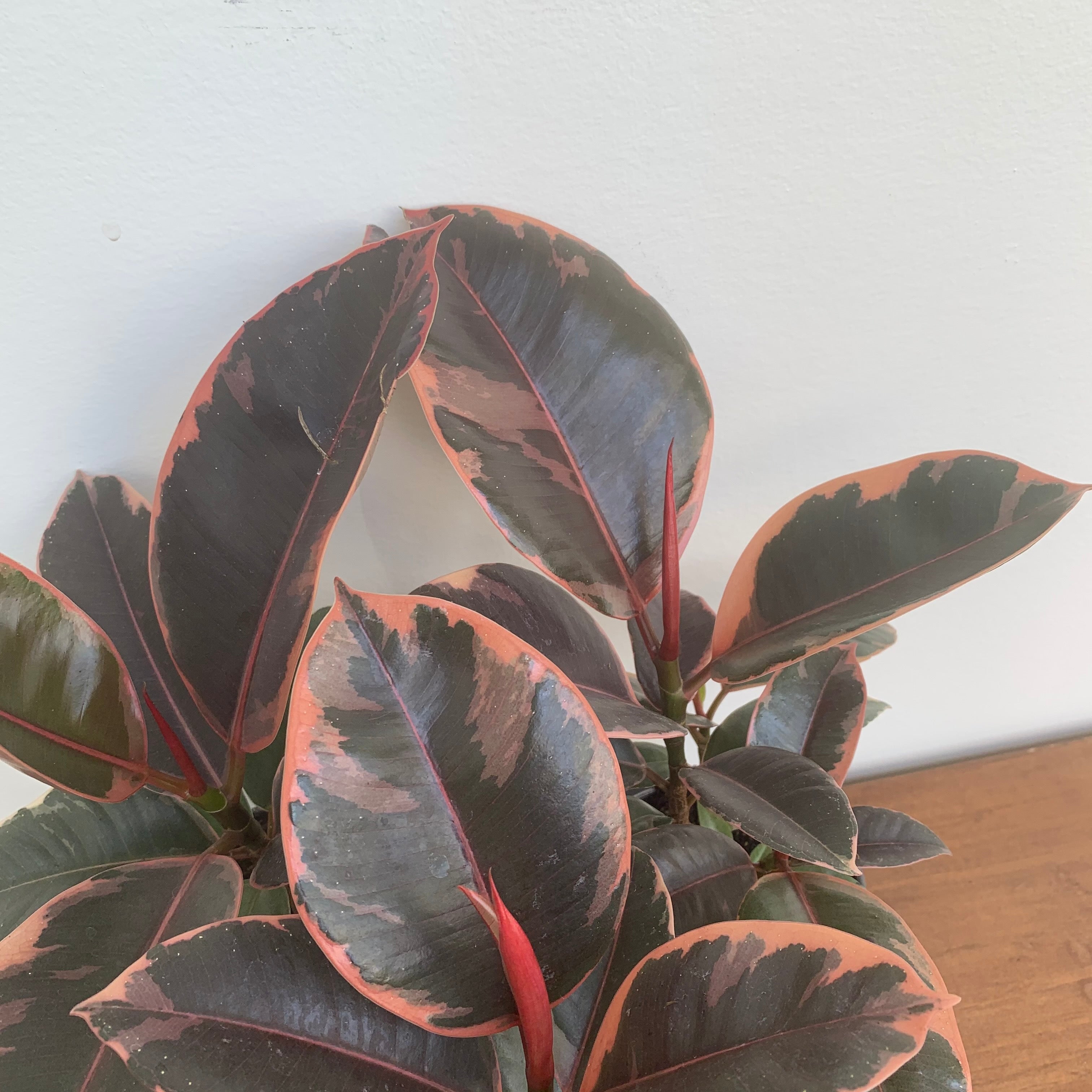 Variegated 'Ruby' Rubber Tree (Ficus Elastica)