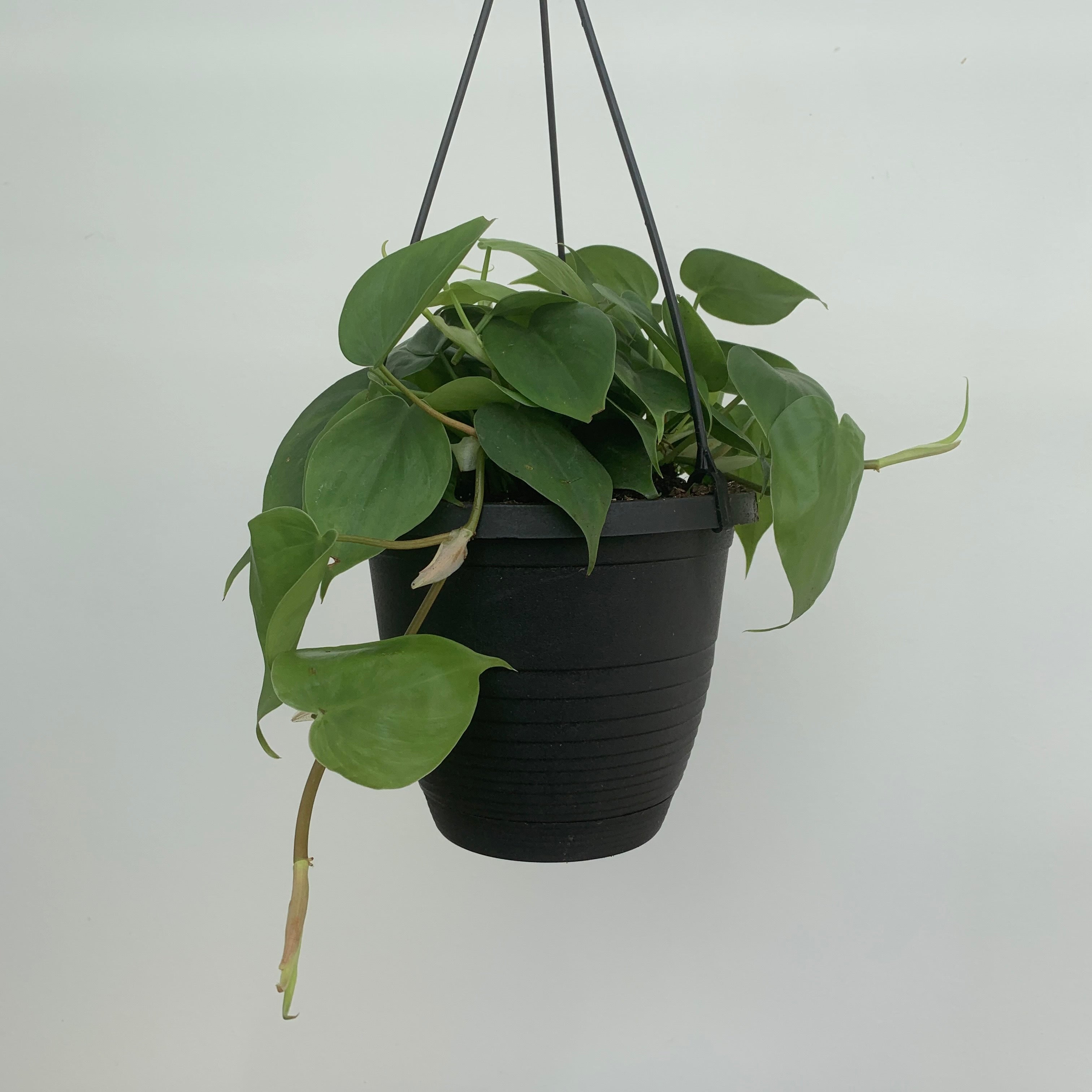 Heart-Leaf Philodendron (Philodendron cordatum)