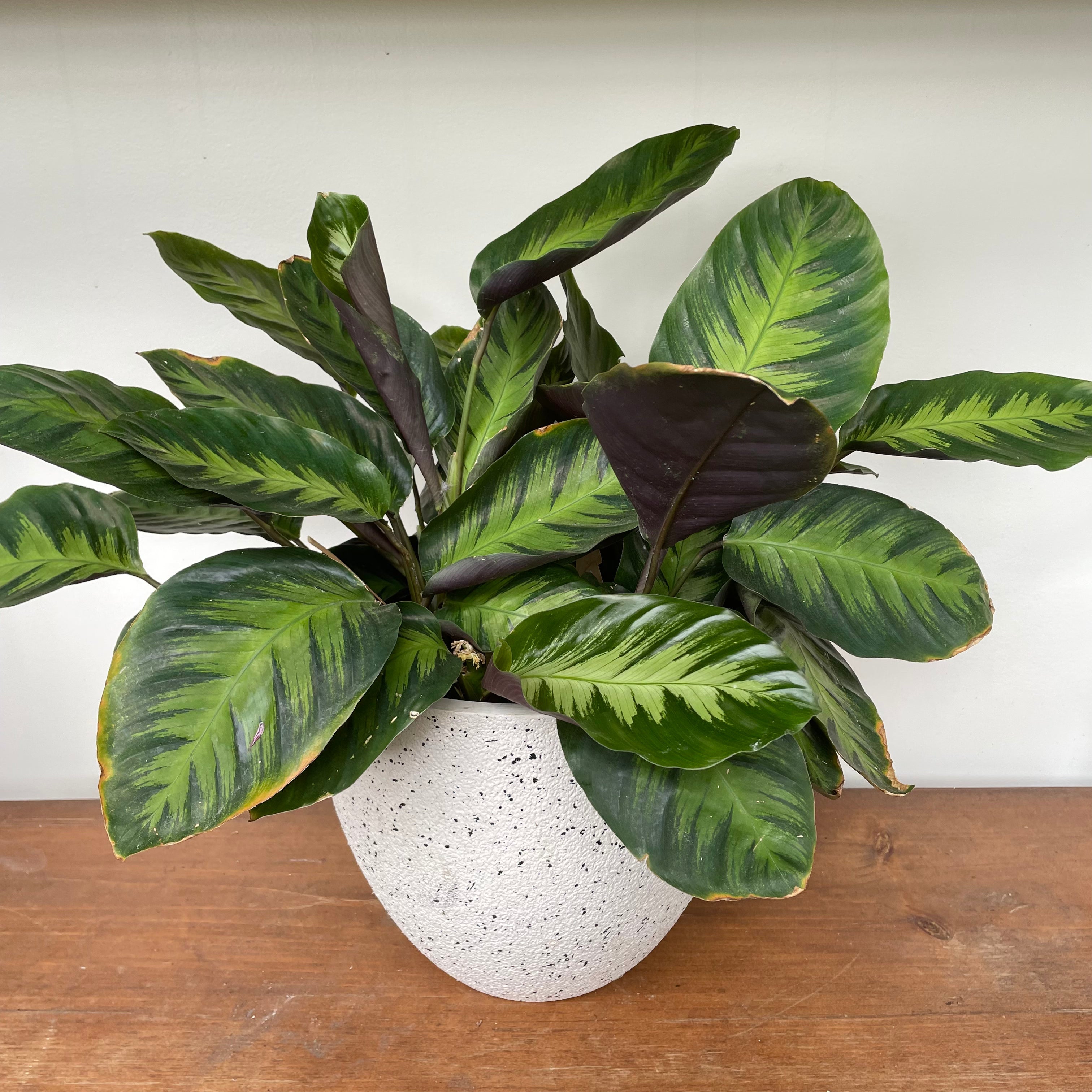 Peacock Prayer Plant (Calathea makoyana)