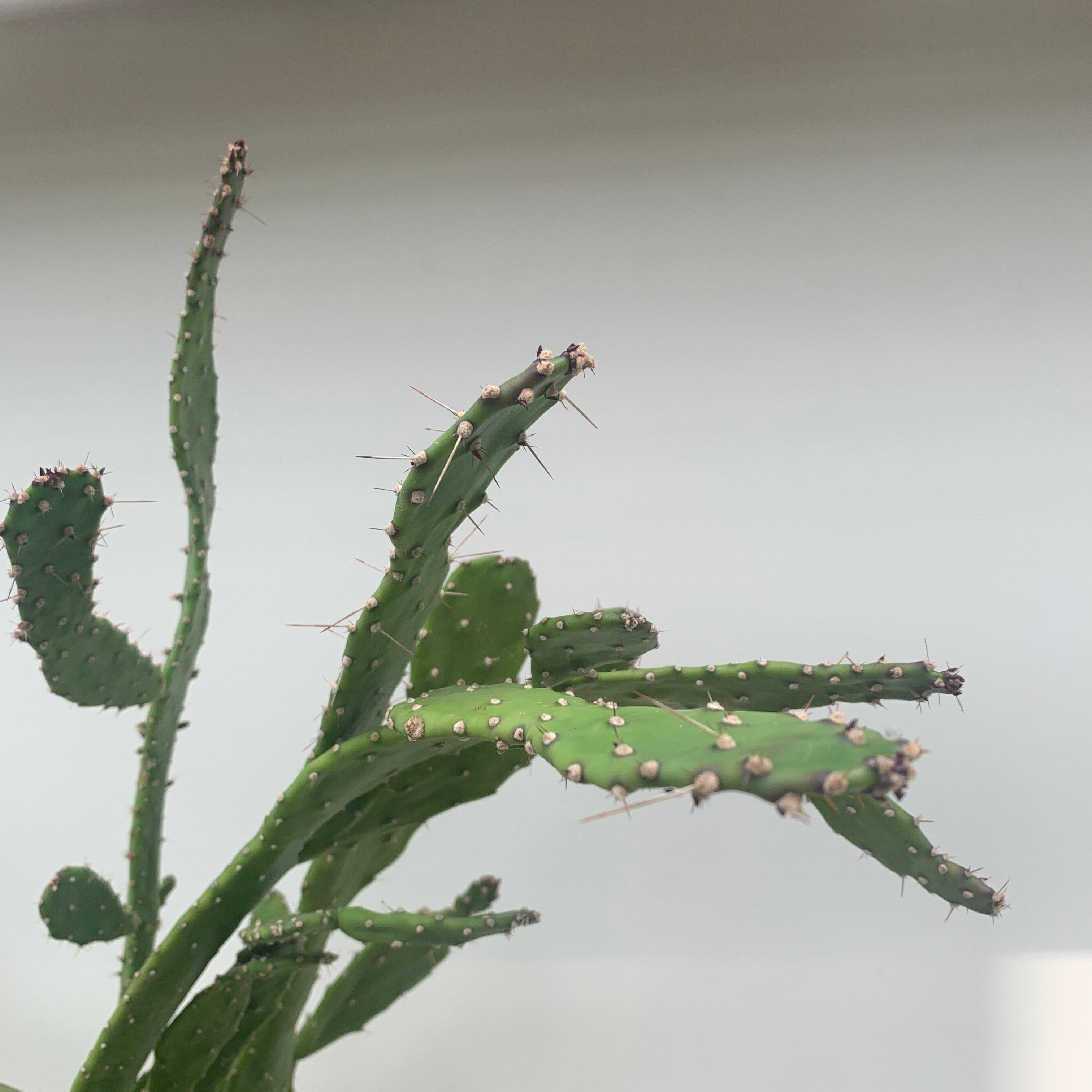 Prickly Pear Cactus (Opuntia Cactus)