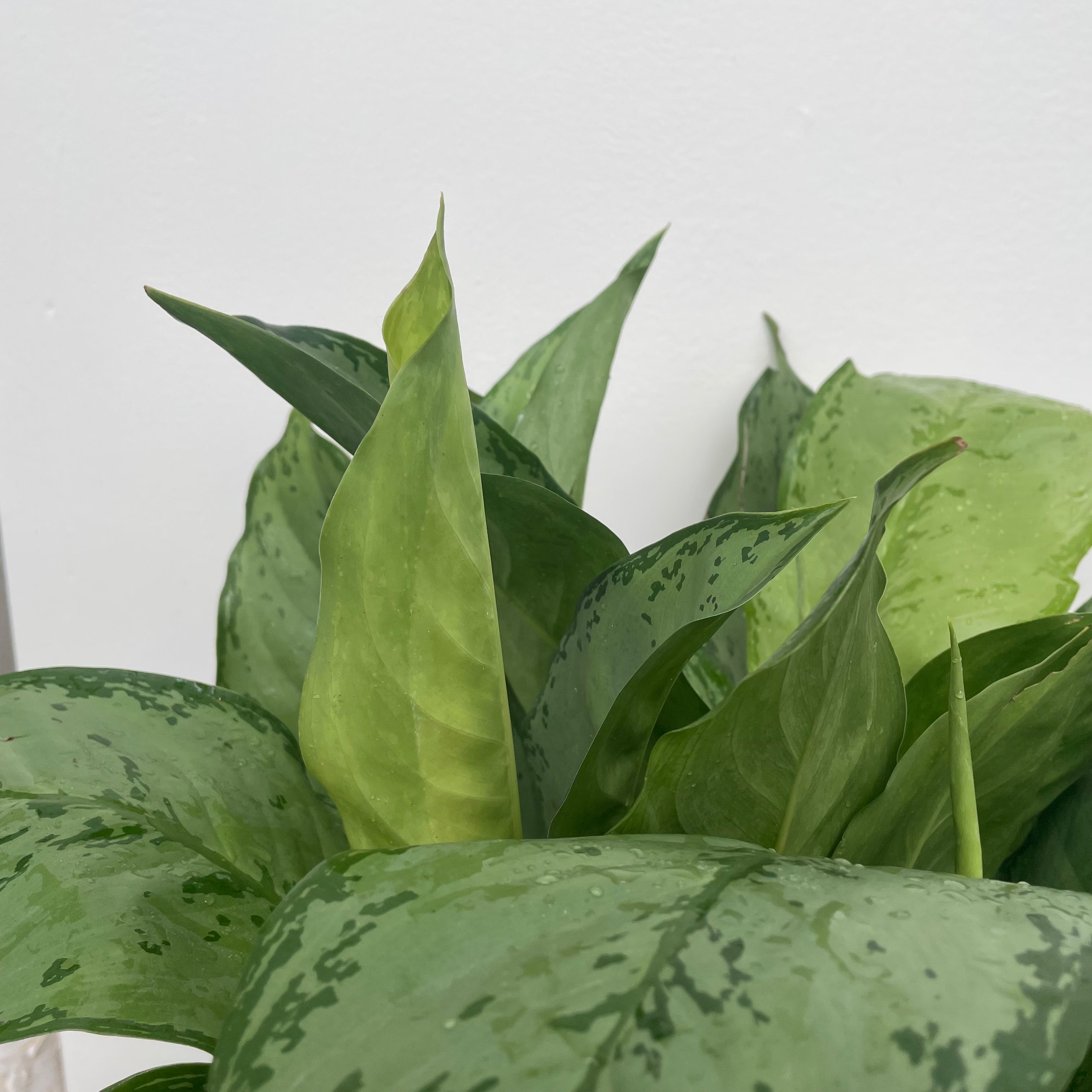 Chinese Evergreen Cecilia (Aglaonema)