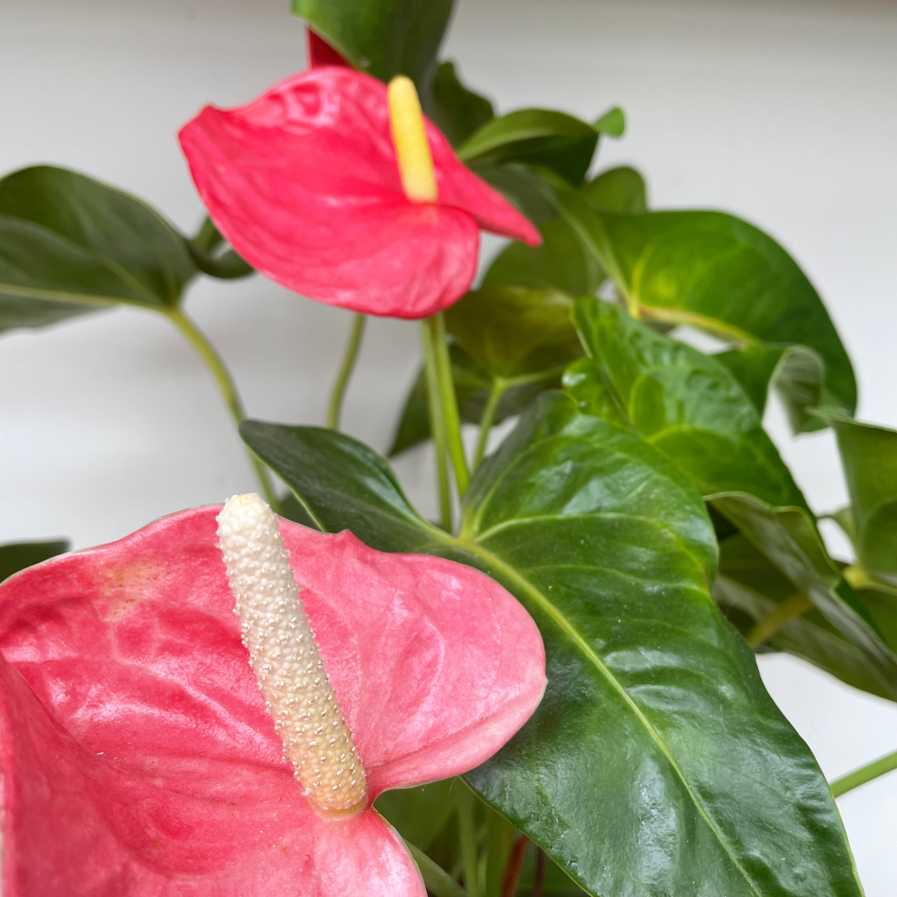 Flamingo Flower (Anthurium andreanum)