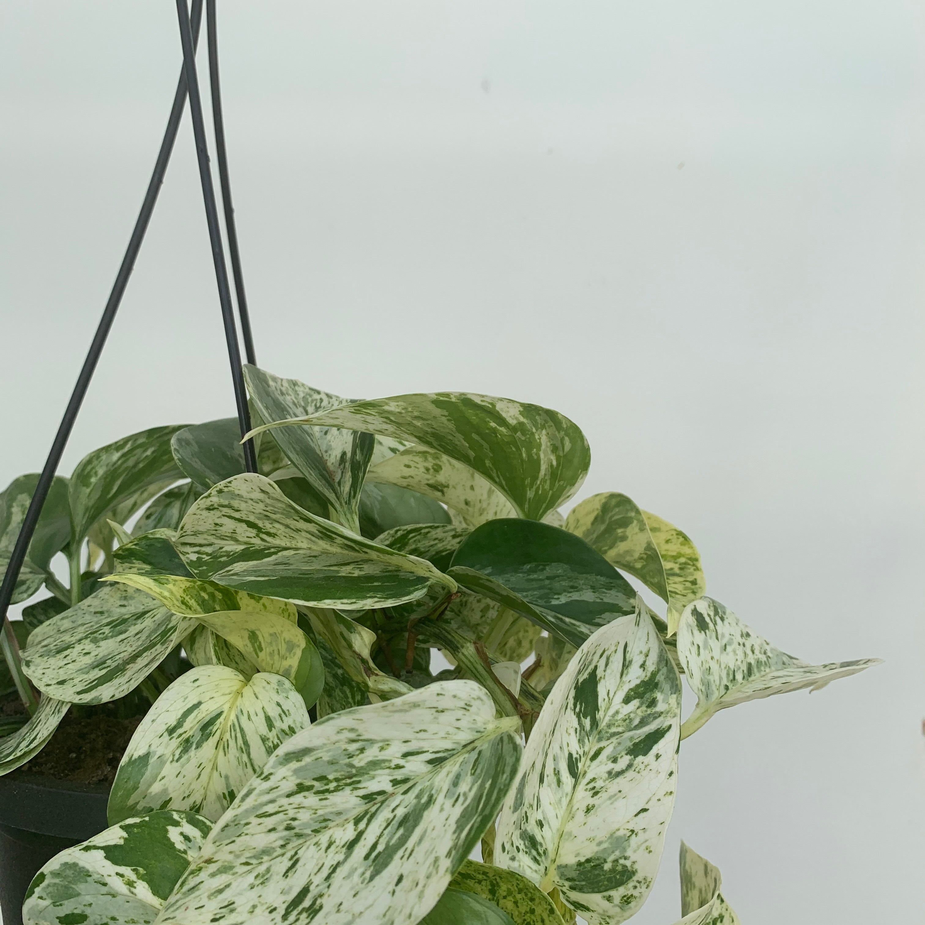 Marble Queen Pothos (Epipremnum aureum)