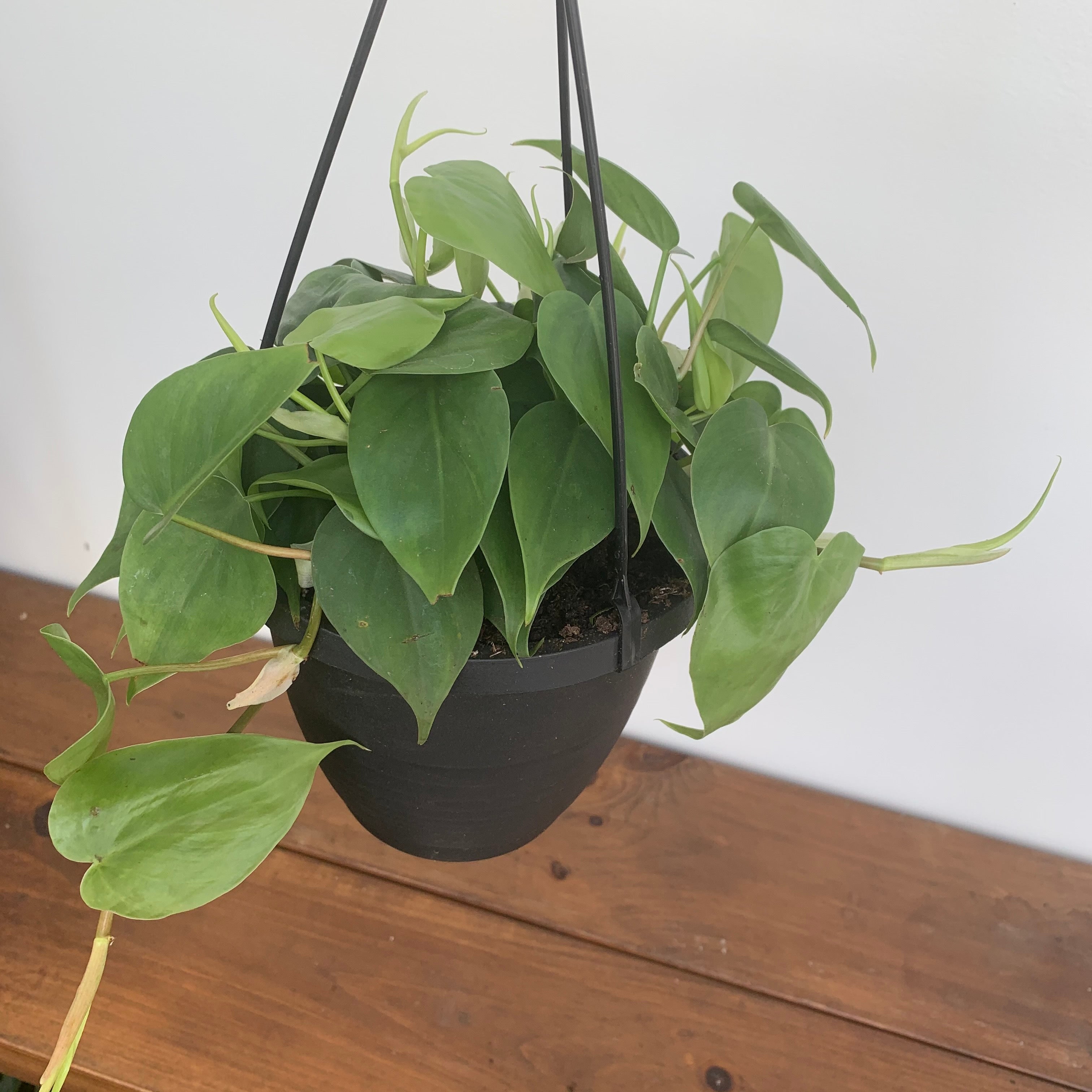 Heart-Leaf Philodendron (Philodendron cordatum)