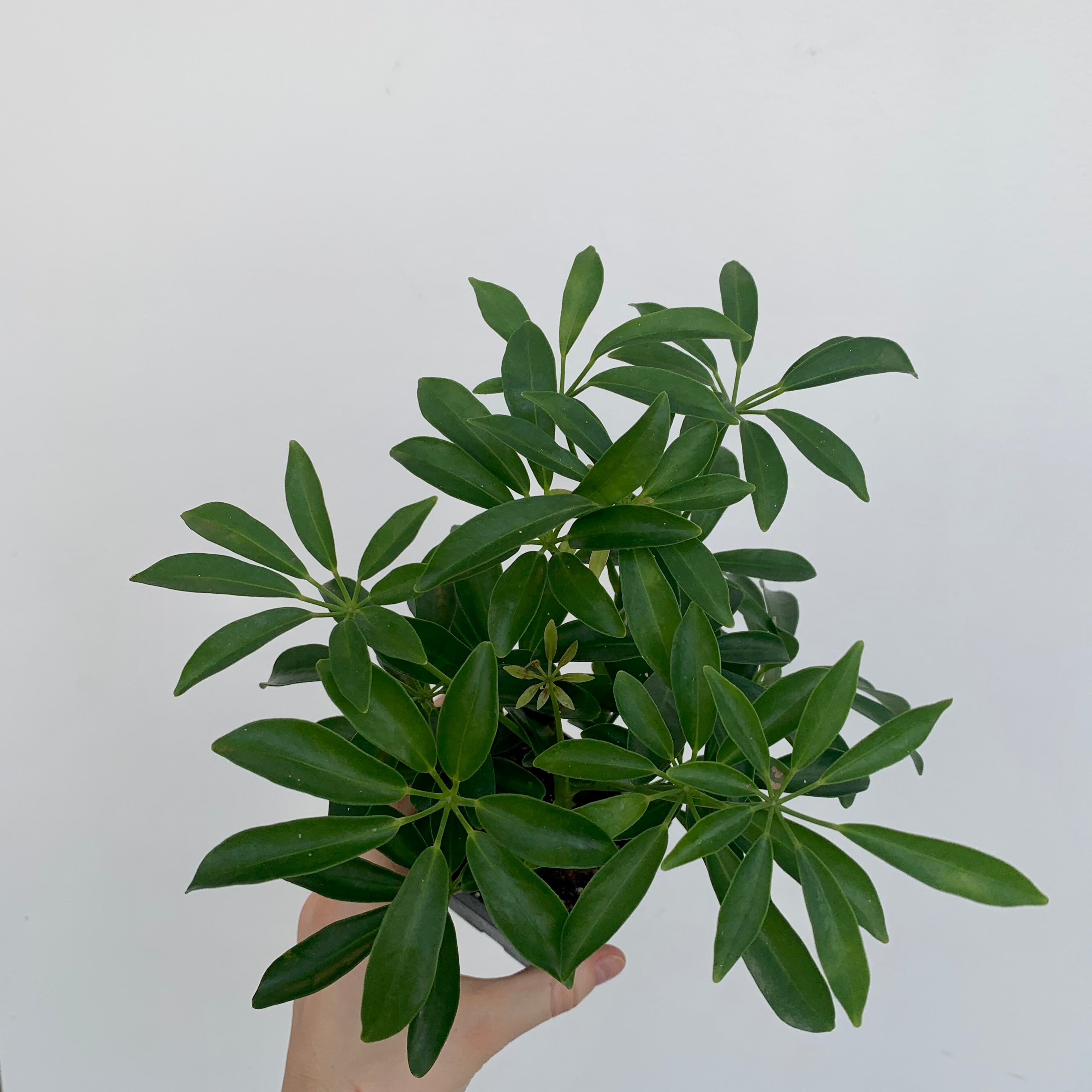 Umbrella Tree (Schefflera arboricola)