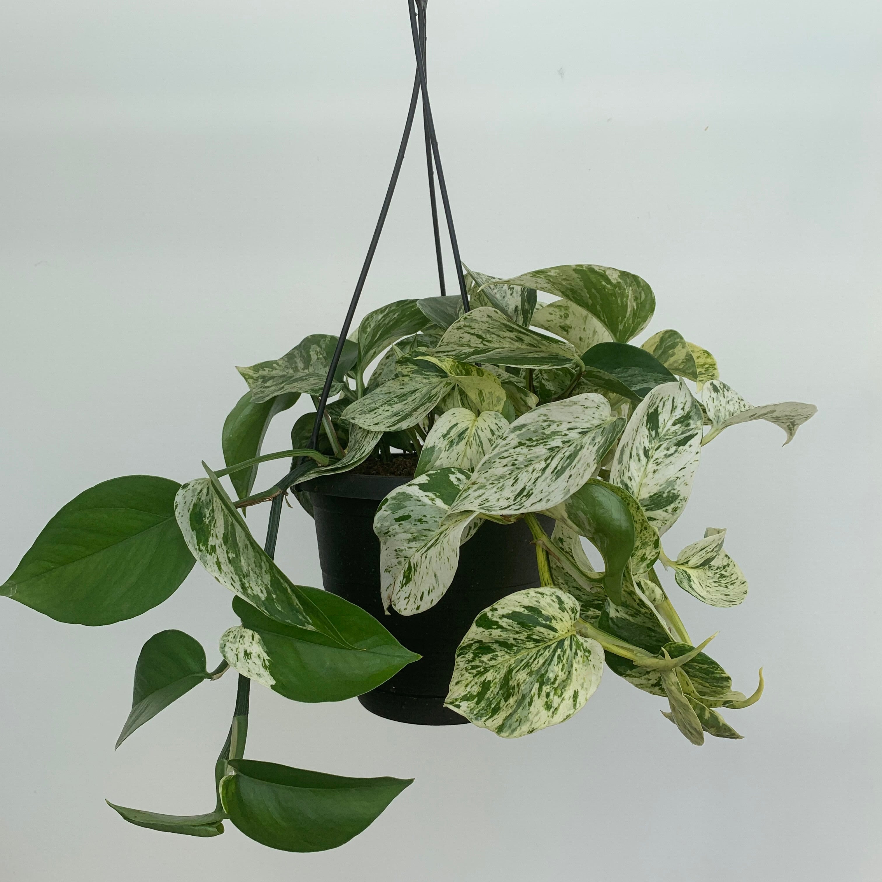 Marble Queen Pothos (Epipremnum aureum)