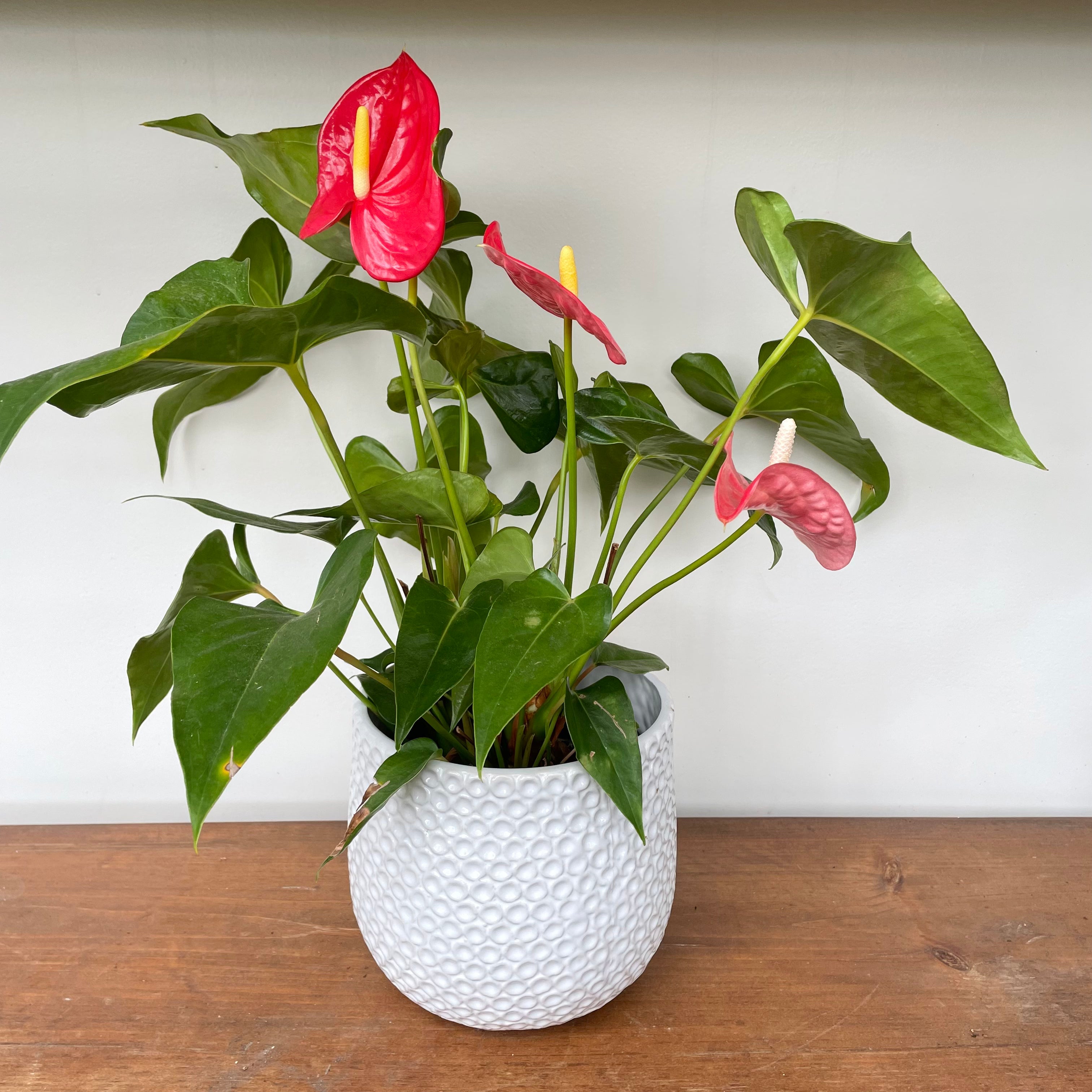 Flamingo Flower (Anthurium andreanum)