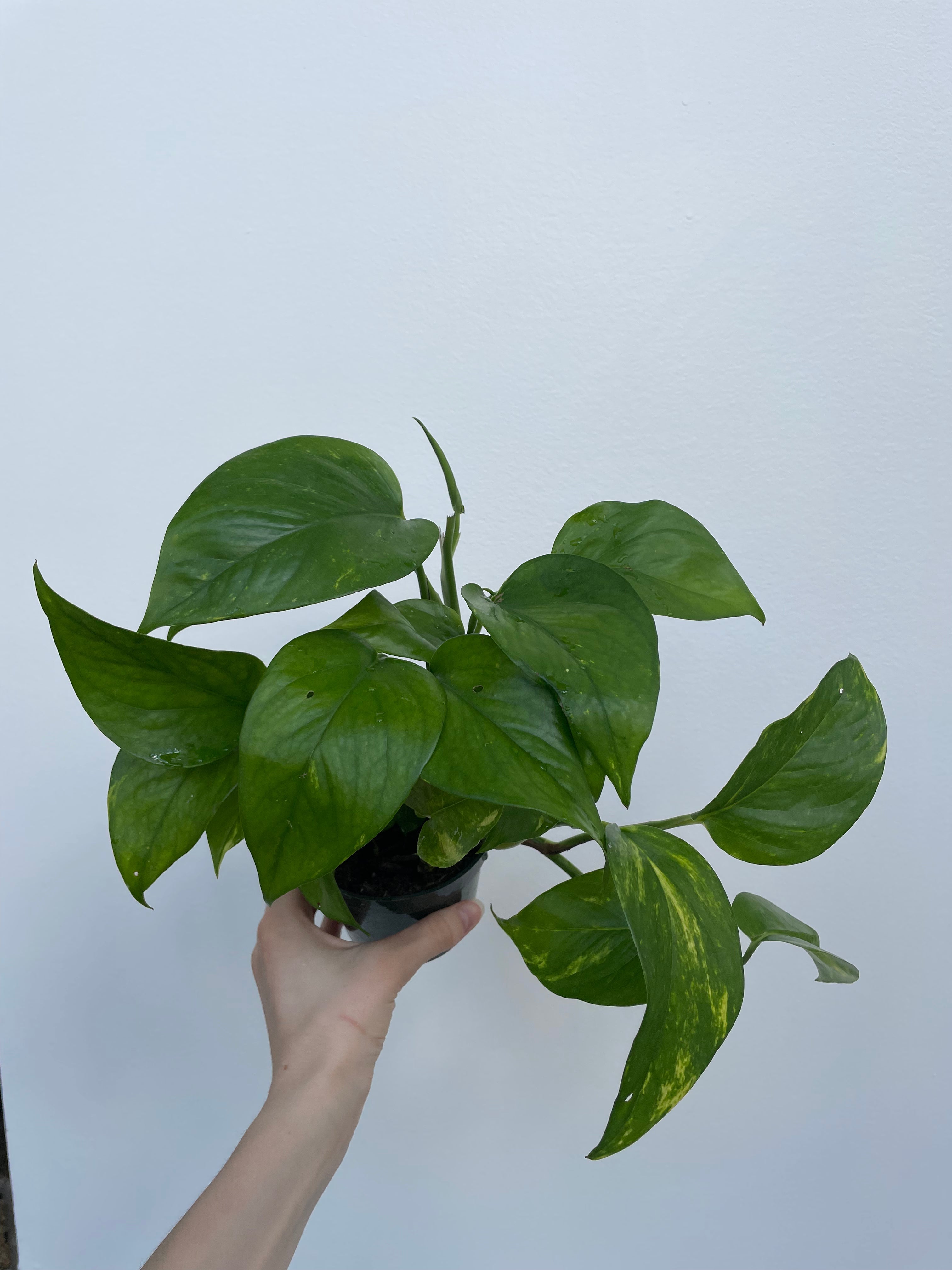 Golden Pothos Hanging Basket (Epipremnum aureum)