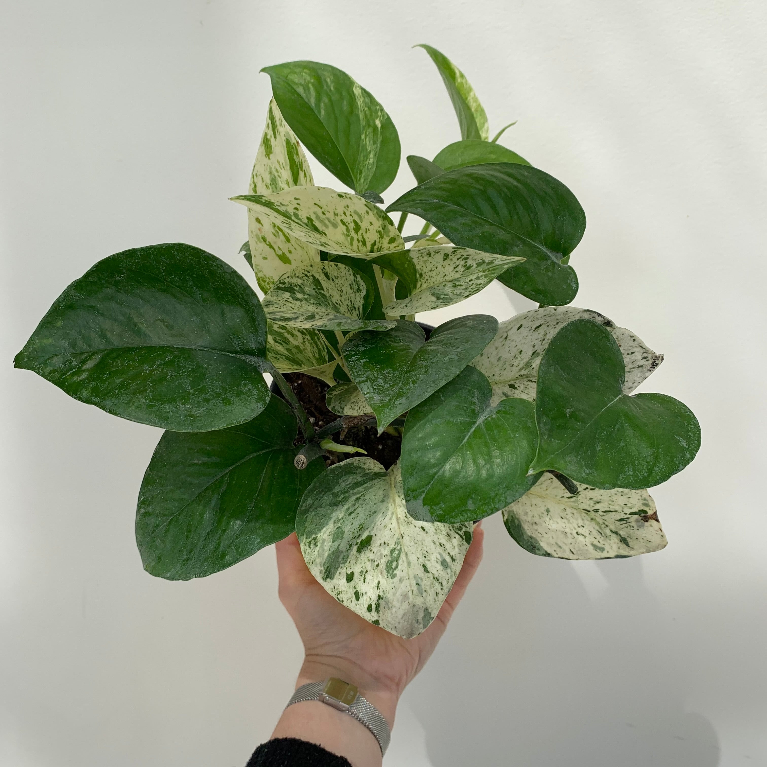 Marble Queen Pothos (Epipremnum aureum)