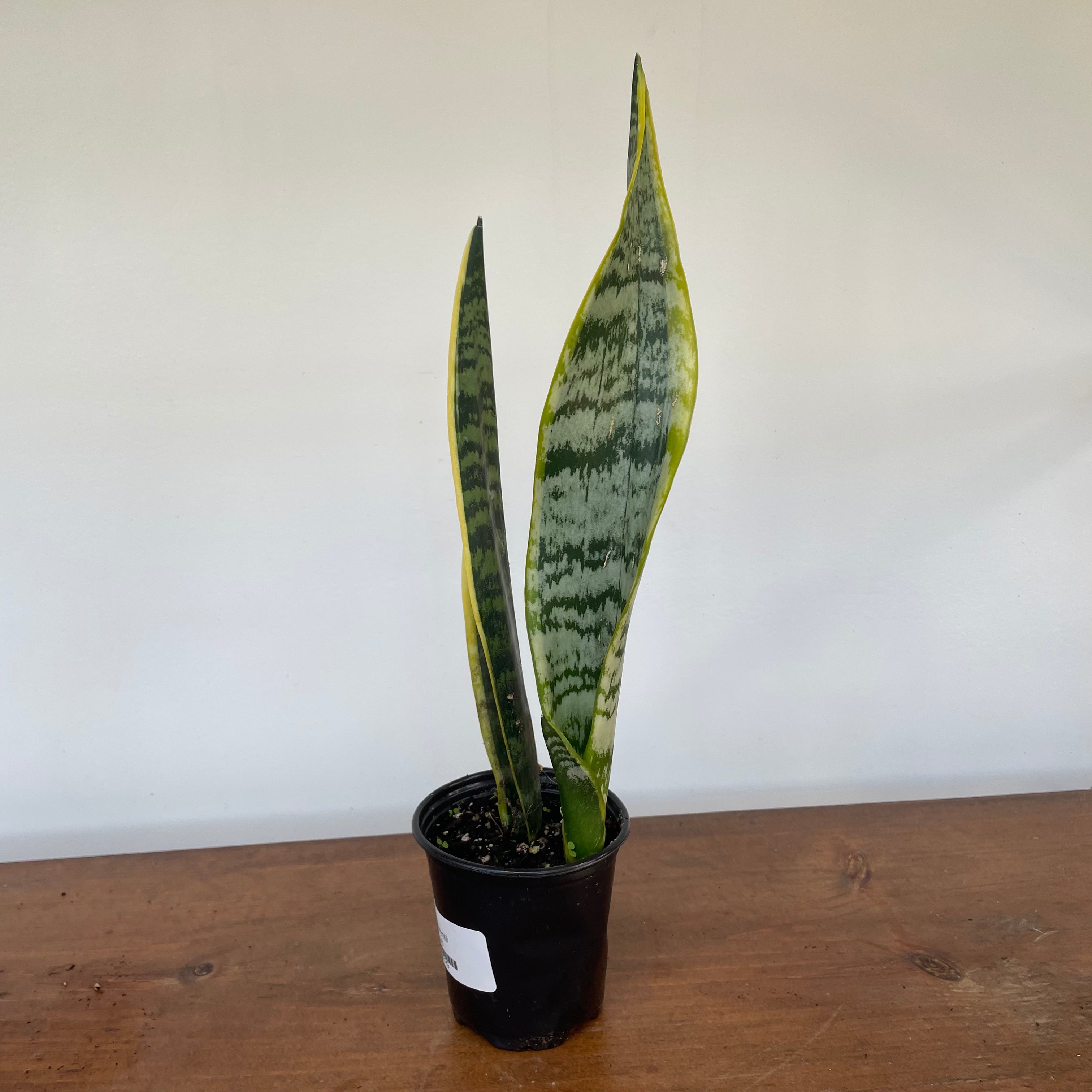 Snake Plant 'Laurentii' (Dracaena trifasciata)