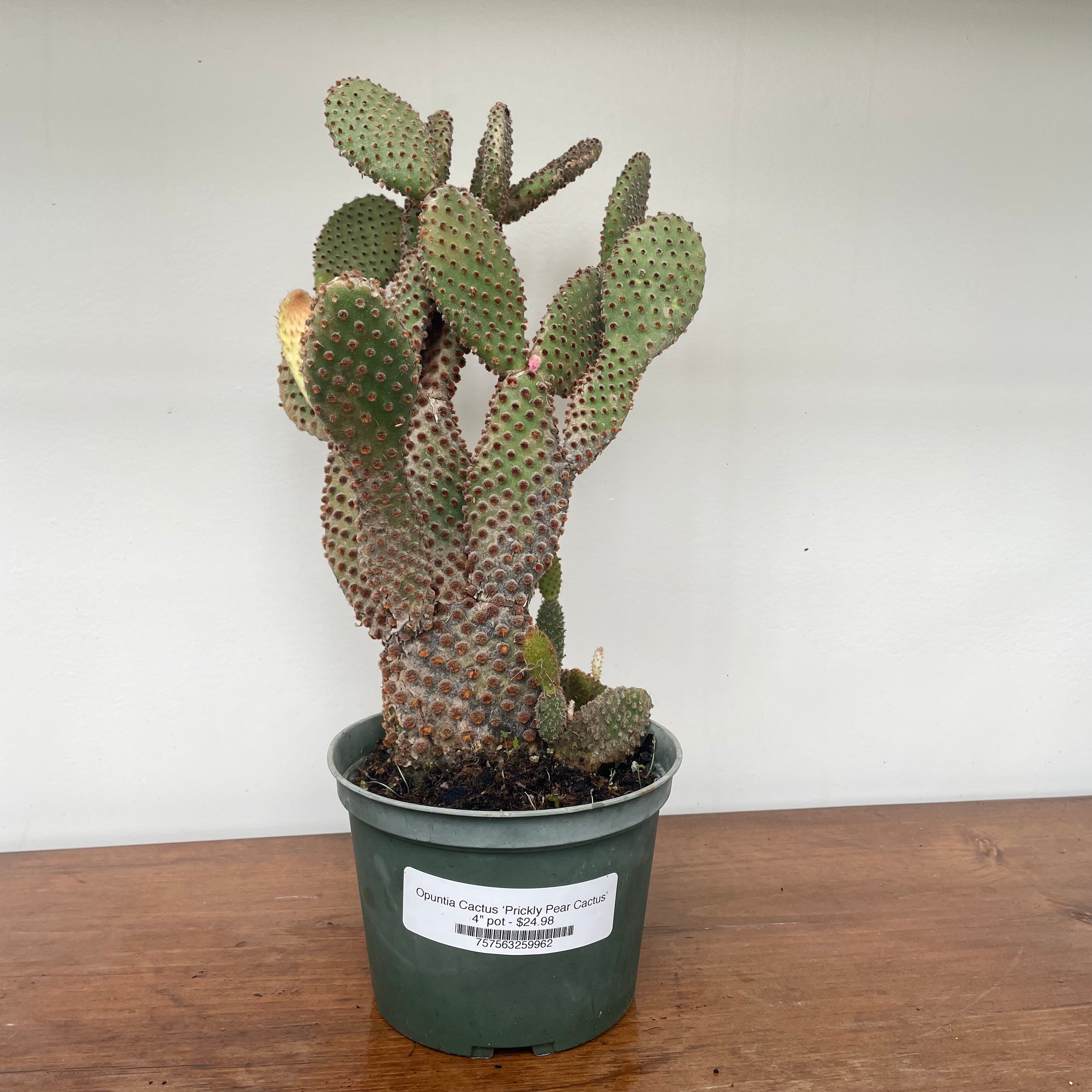 Prickly Pear Cactus (Opuntia Cactus)