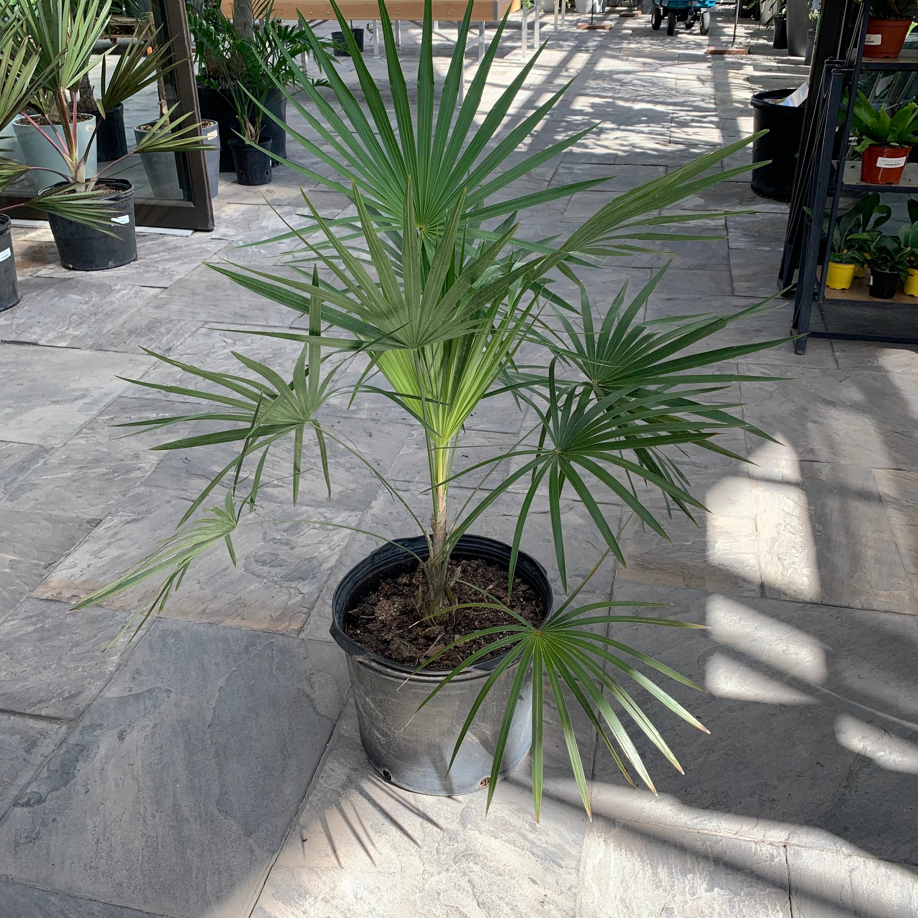 Key Thatch Palm (Thrinax morrisii)