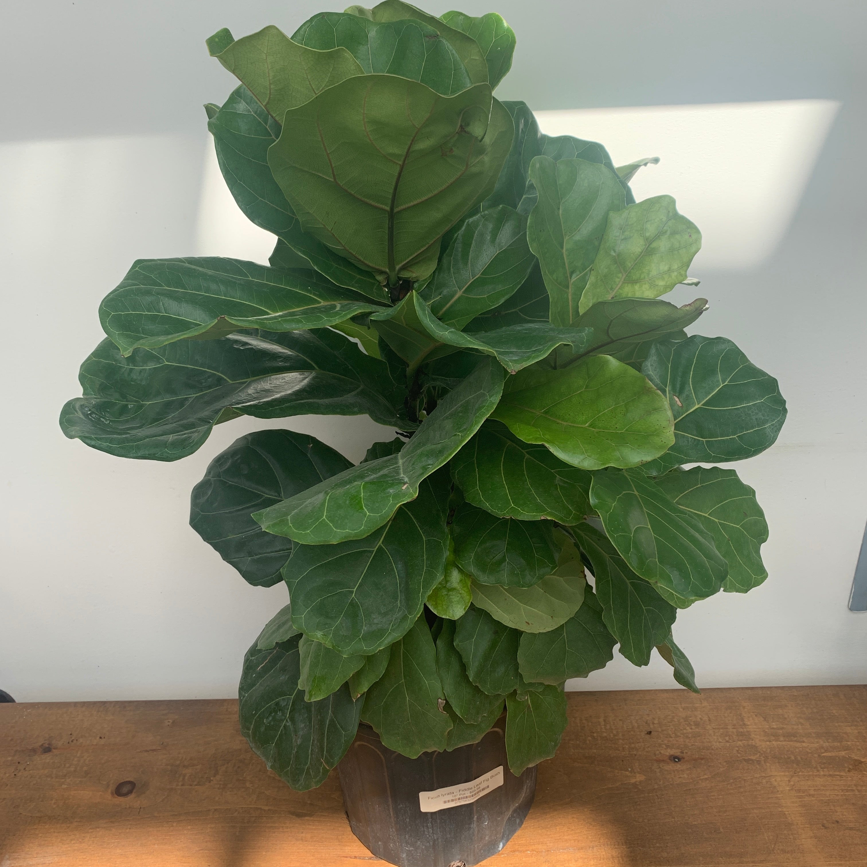 Fiddle Leaf Fig (Ficus lyrata)