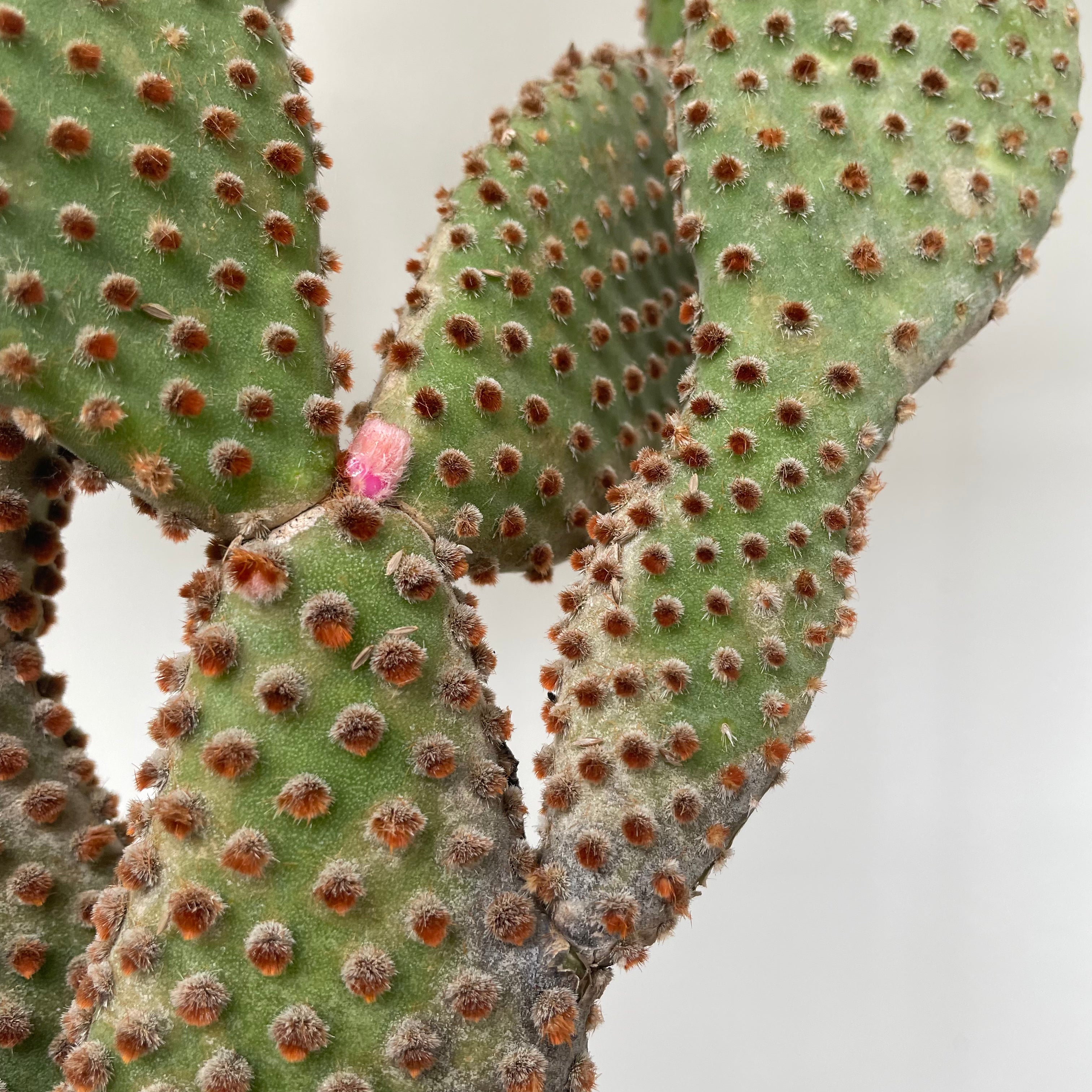 Prickly Pear Cactus (Opuntia Cactus)