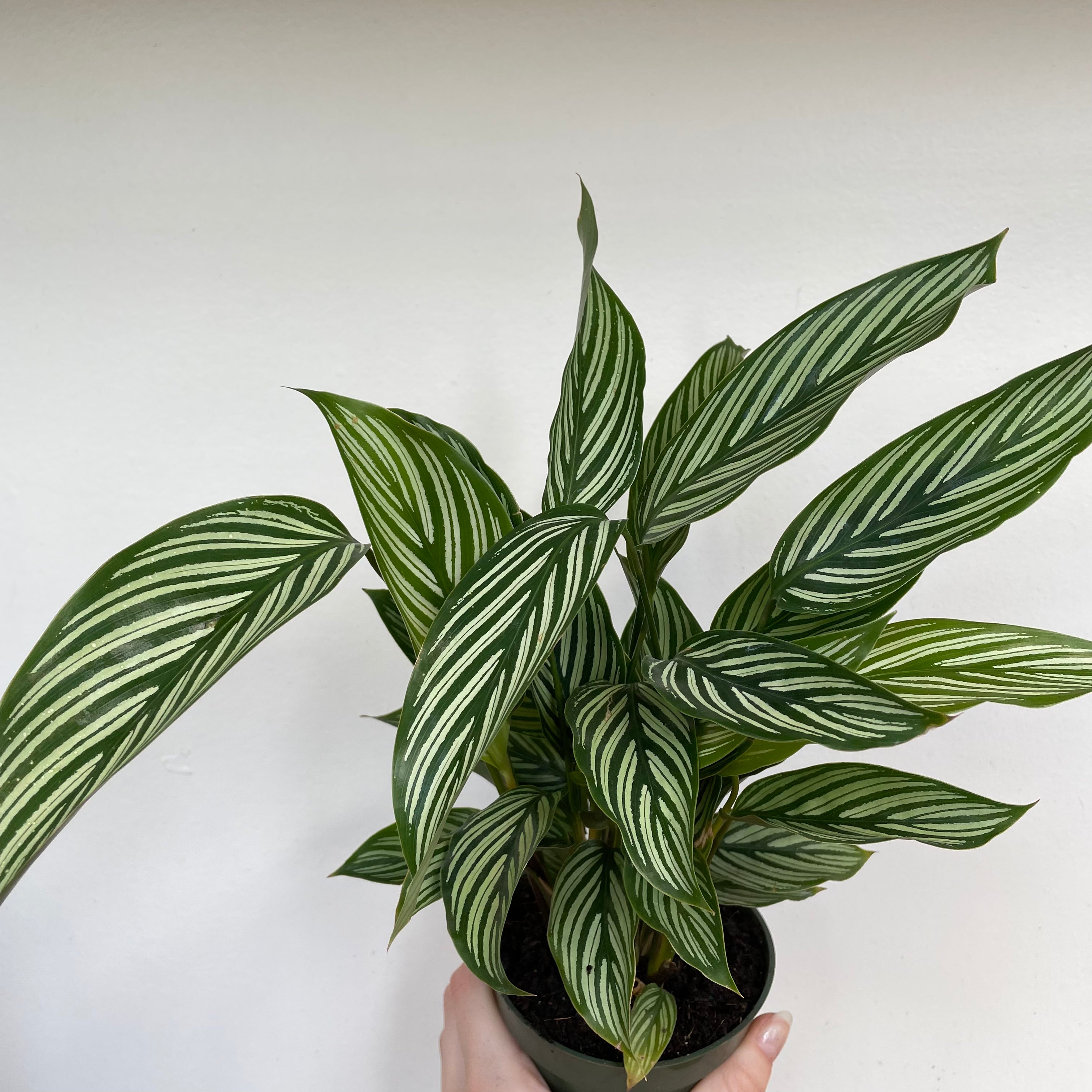 Zebra Plant (Calathea - Assorted)