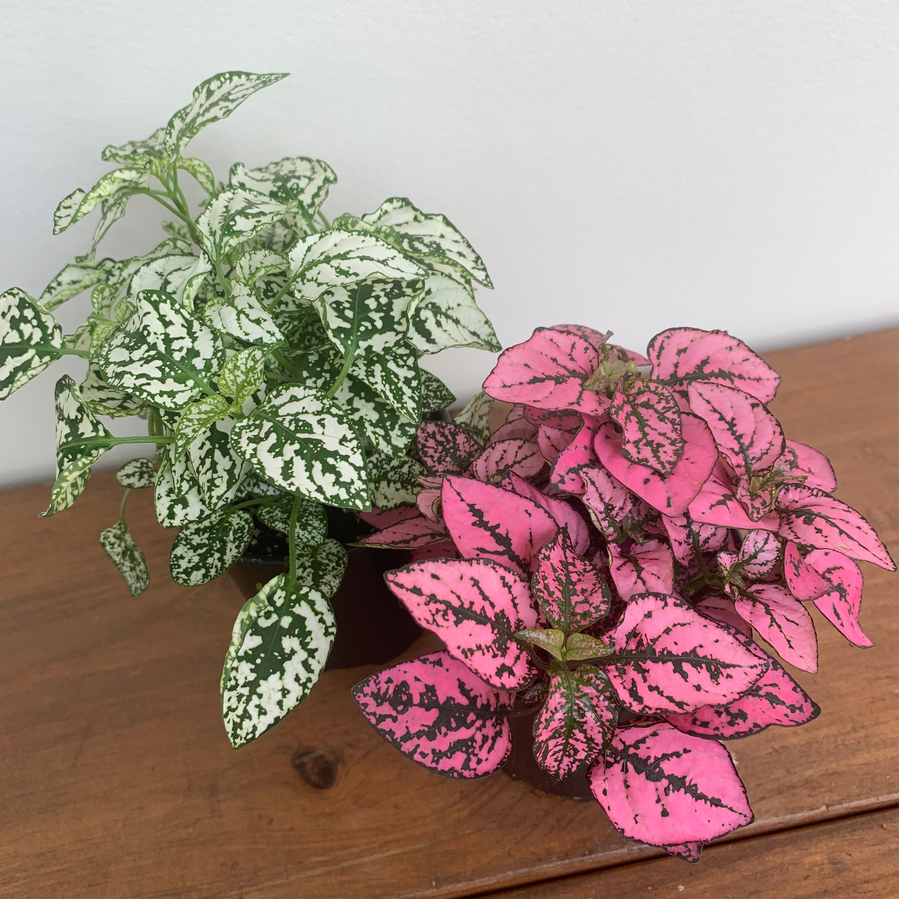 Polka Dot Plant (Hypoestes phyllostachya - Assorted)