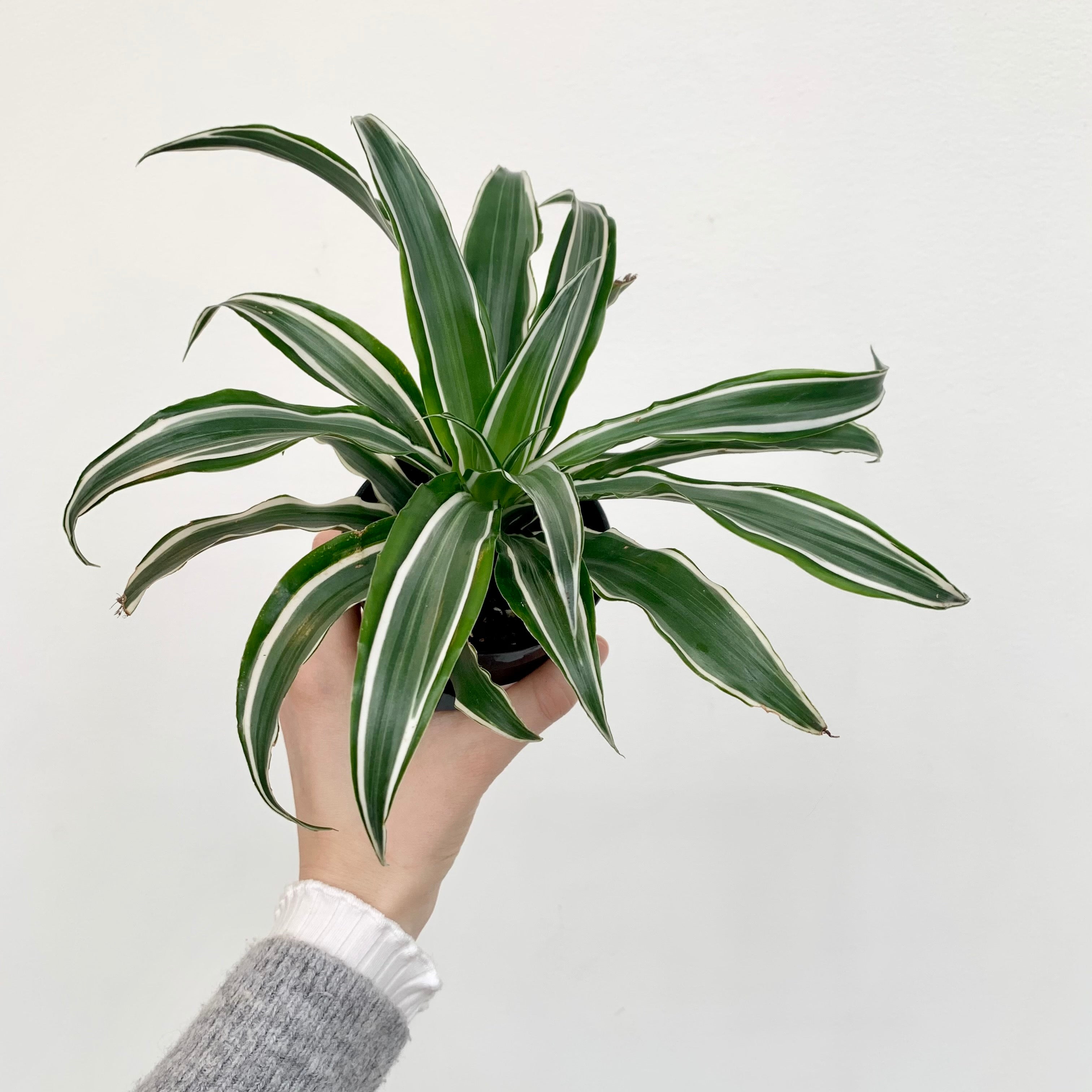 Corn Plant 'Ulysses' (Dracaena fragrans)