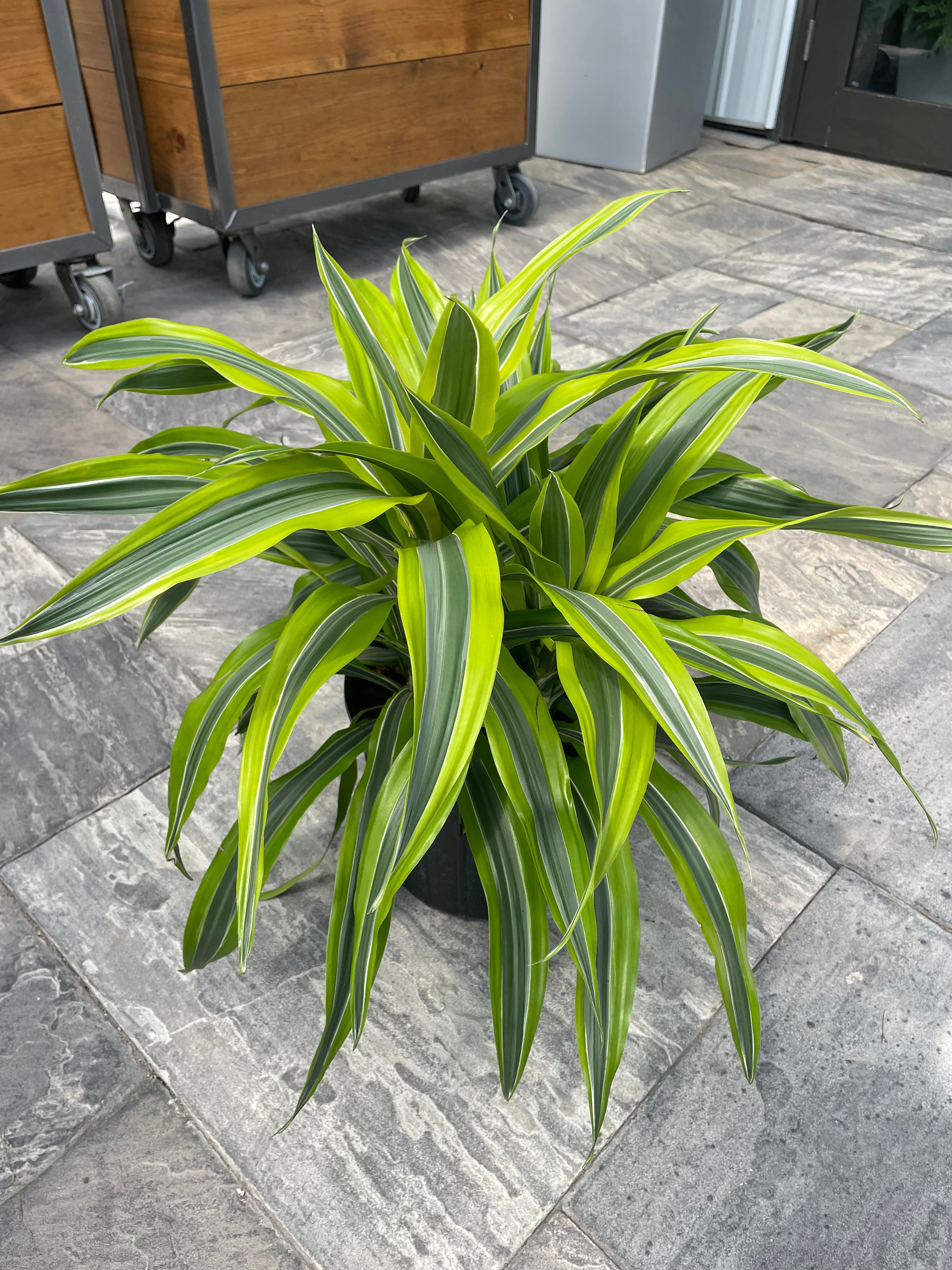 Dragon Tree 'Warneckii Lemon-Lime' (Dracaena fragrans)