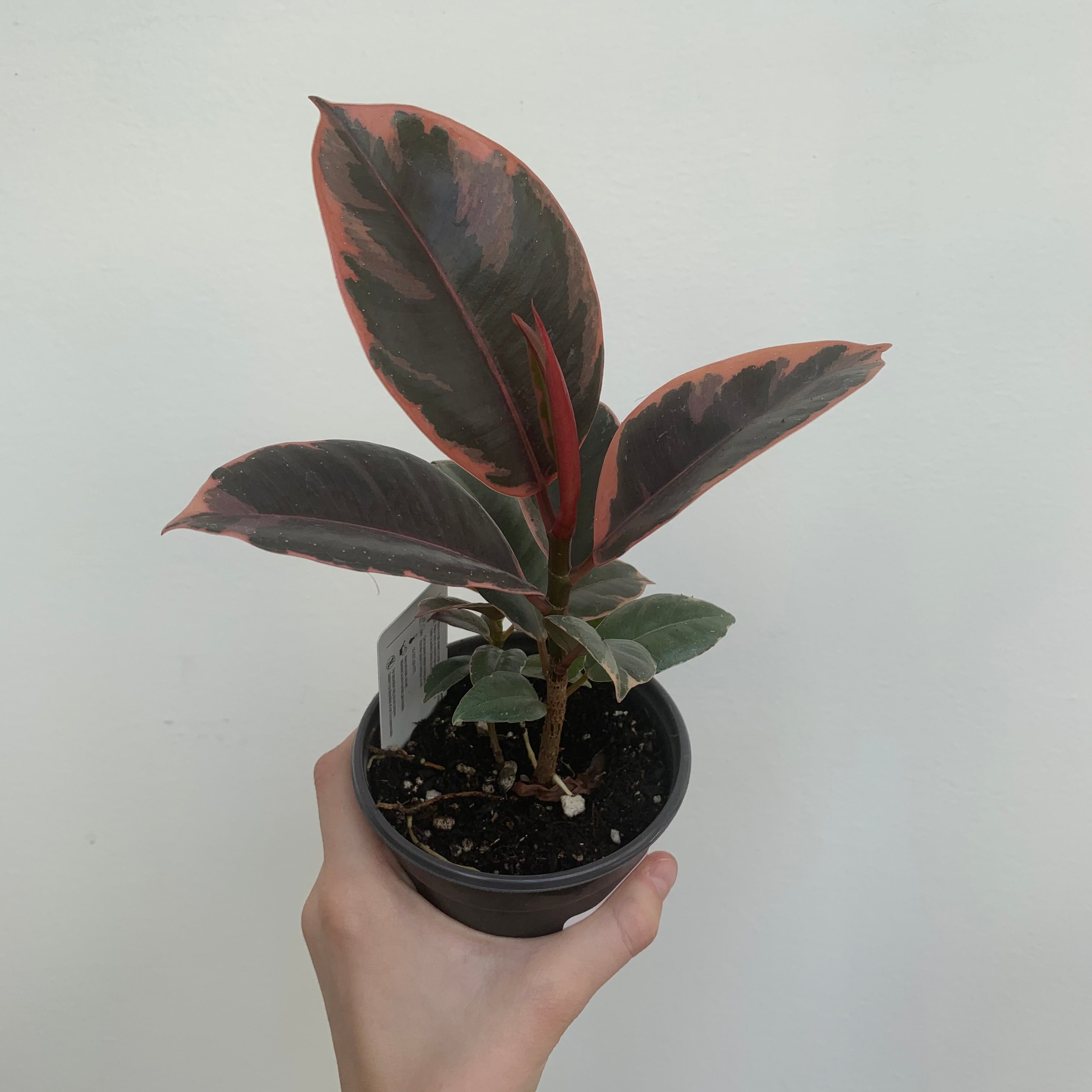 Variegated 'Ruby' Rubber Tree (Ficus Elastica)