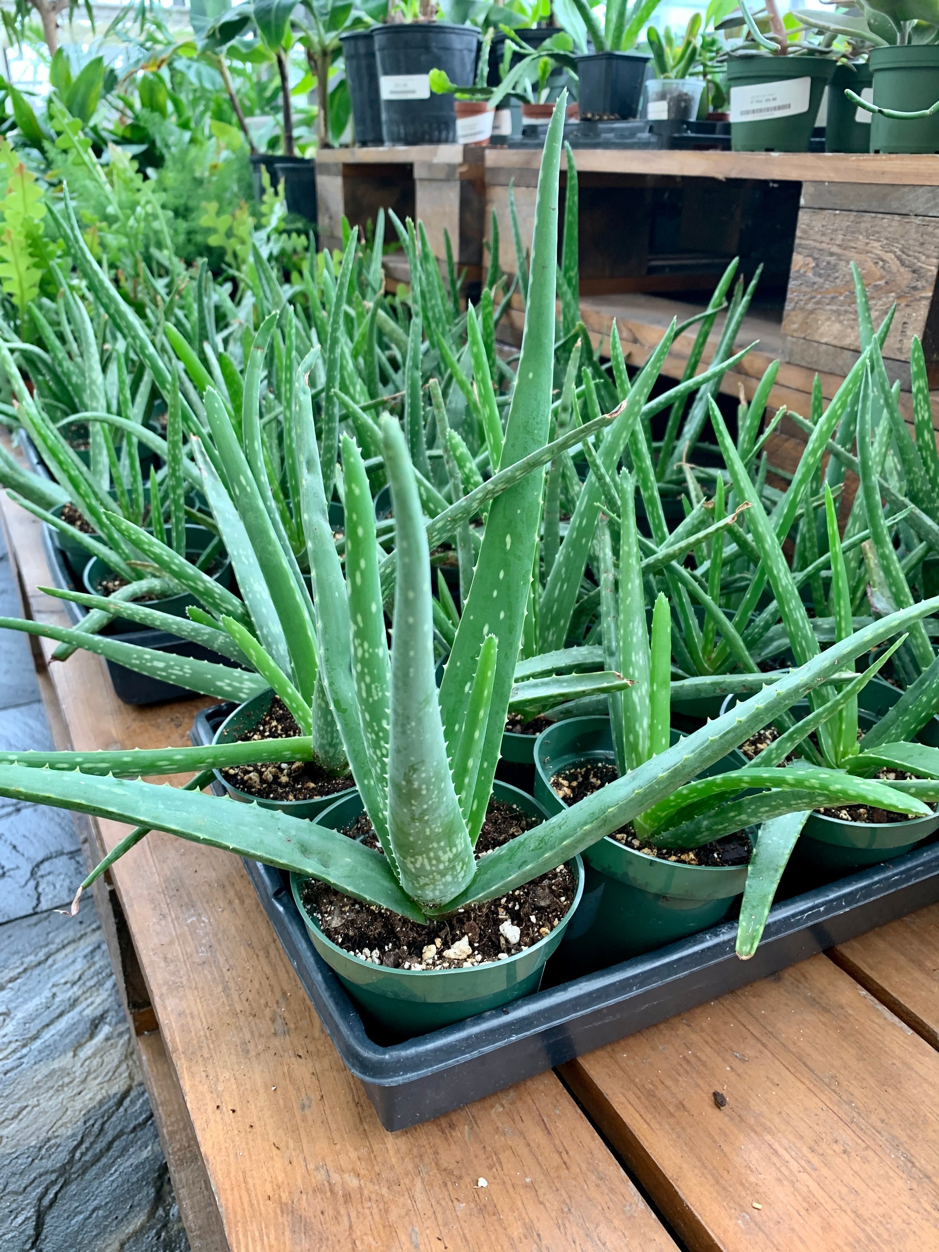 Aloe Vera (Aloe barbadensis)