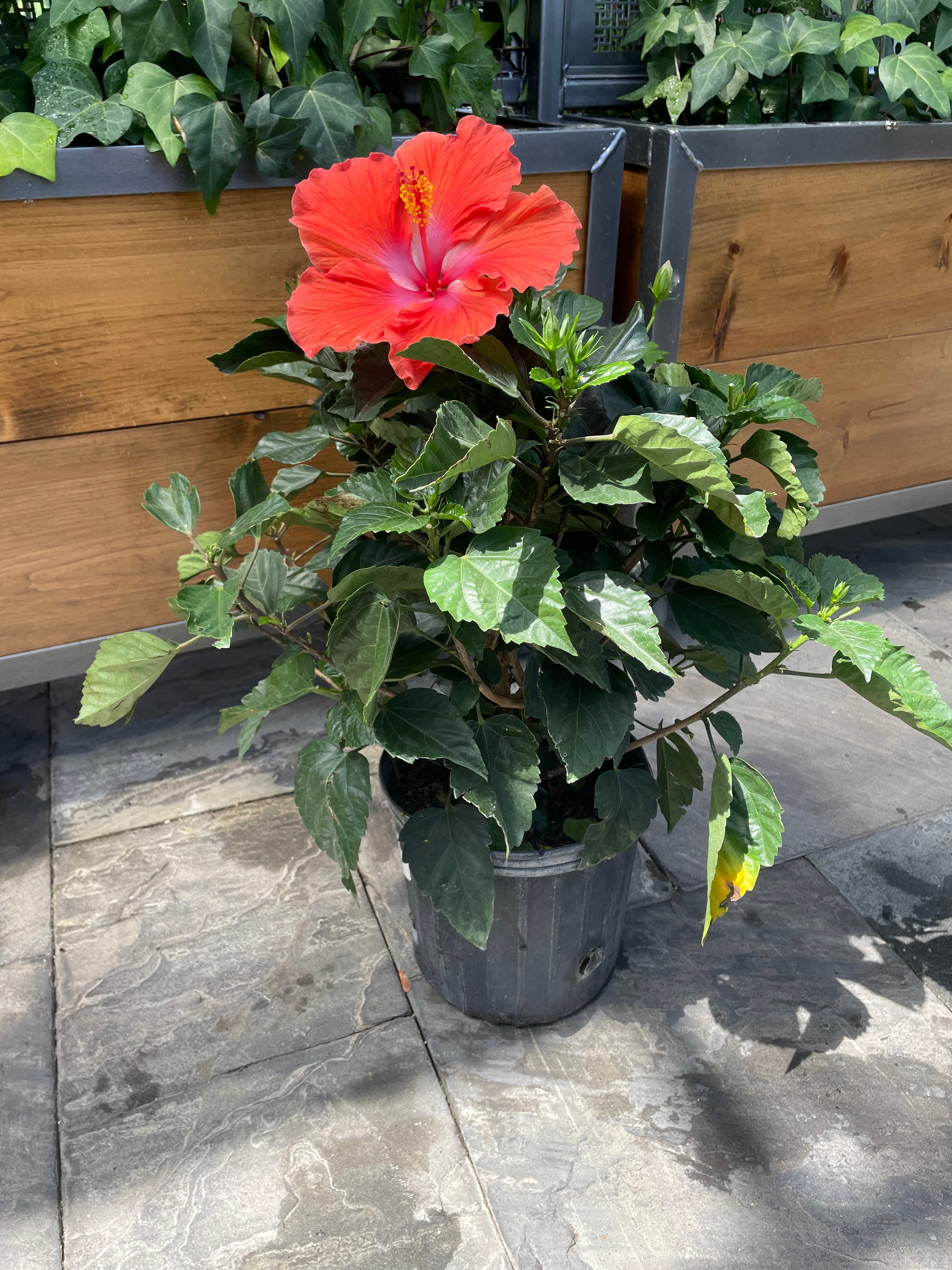 Hibiscus (Multicolour - Bush)