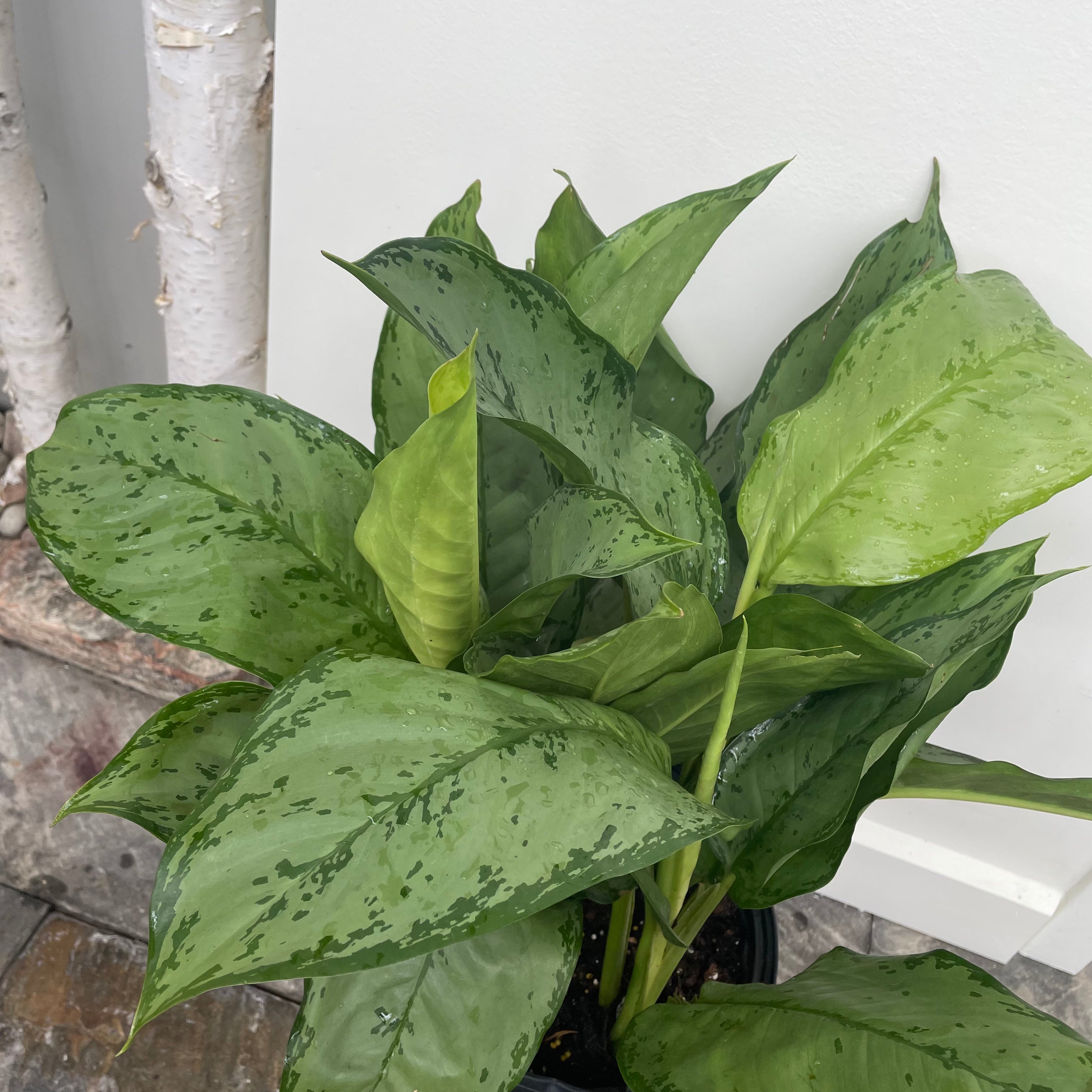 Chinese Evergreen Cecilia (Aglaonema)