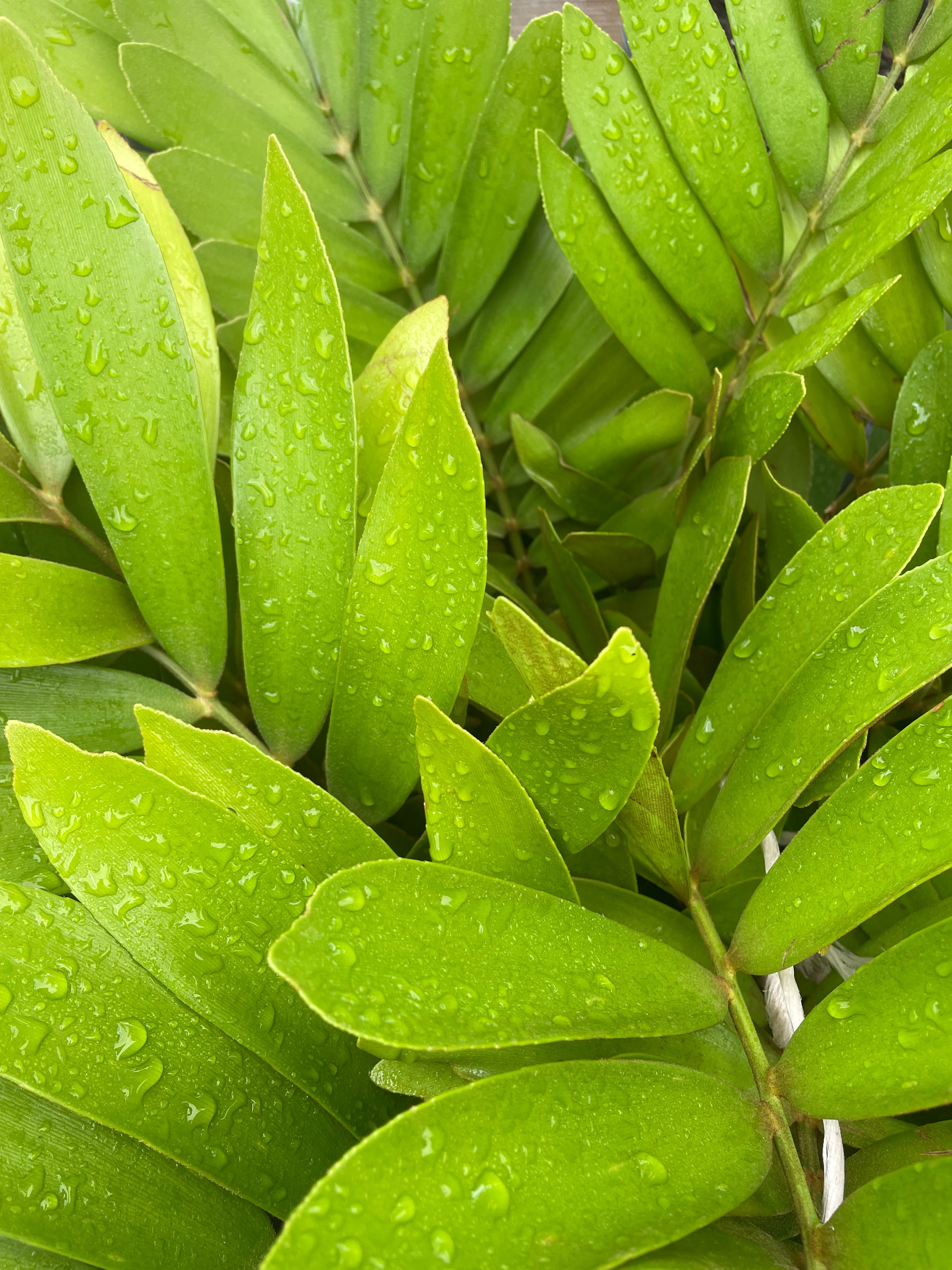 Cardboard Palm (Zamia Furfaracea)