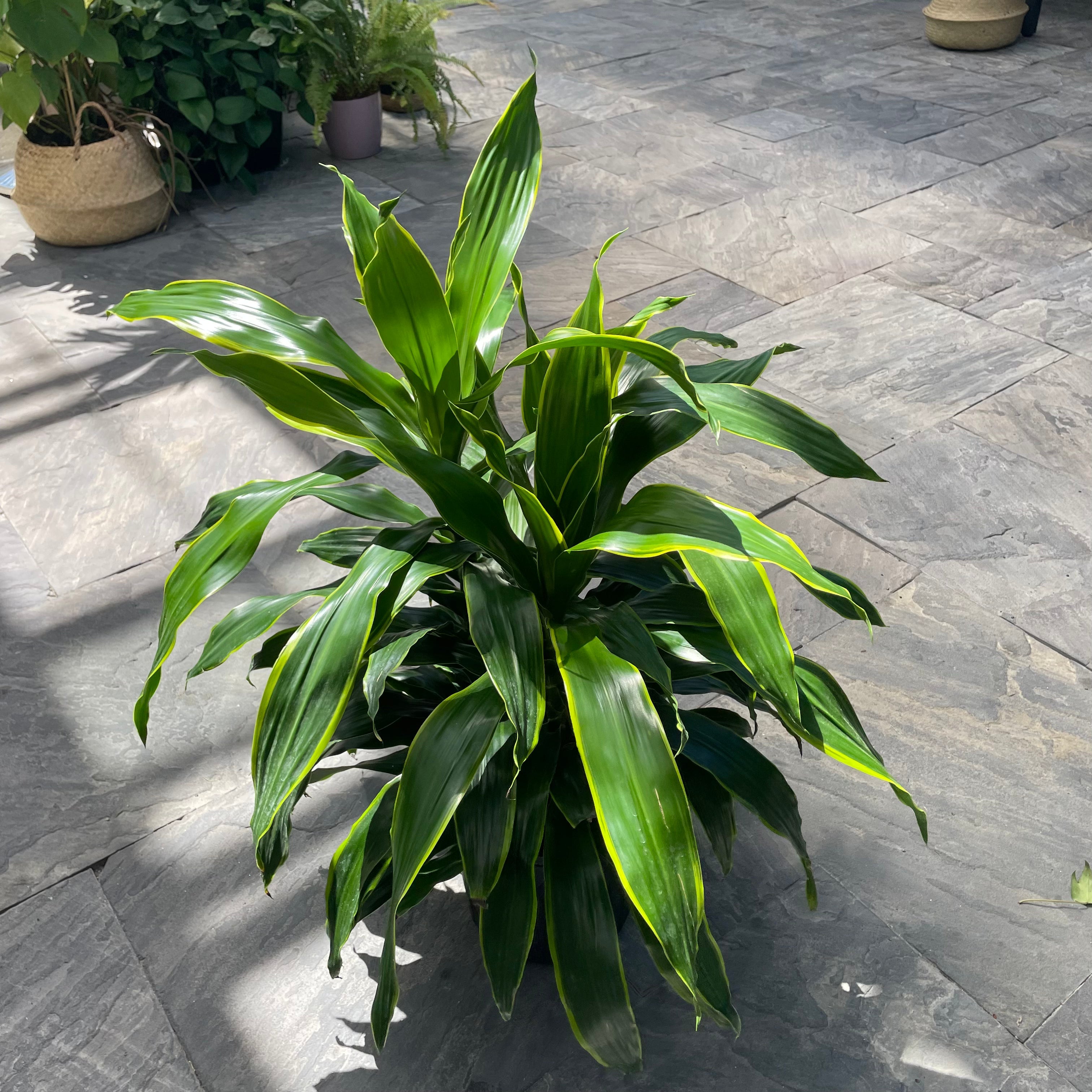 Corn Plant 'JC Carmen' (Dracaena)