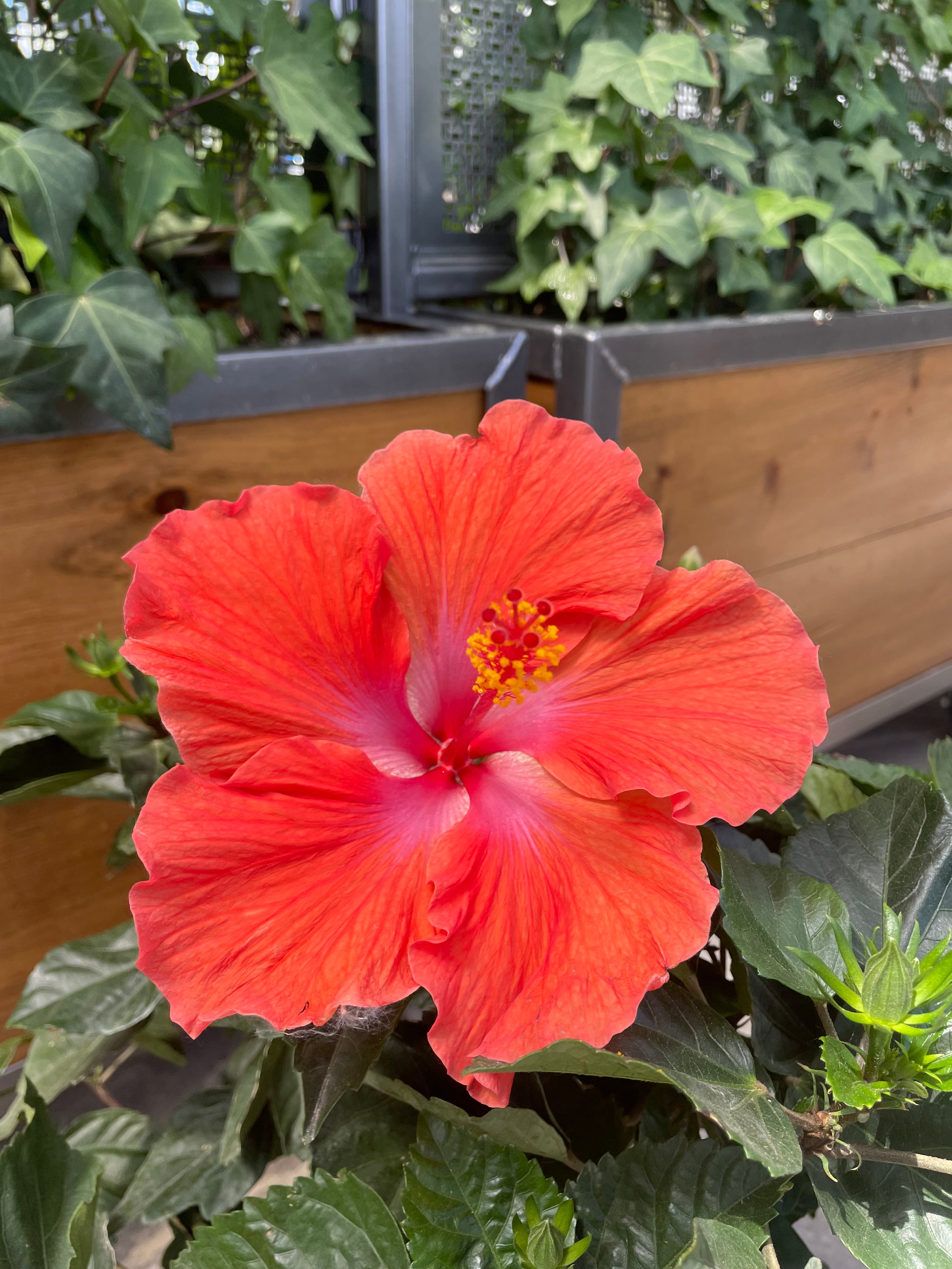 Hibiscus (Multicolour - Bush)