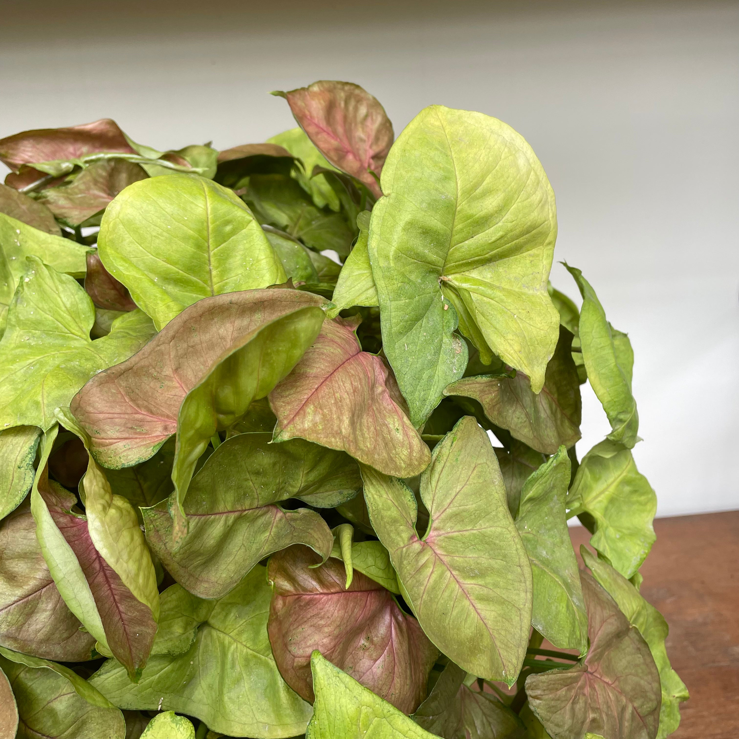 Pink Syngonium Neon Robusta (Syngonium podophyllum)