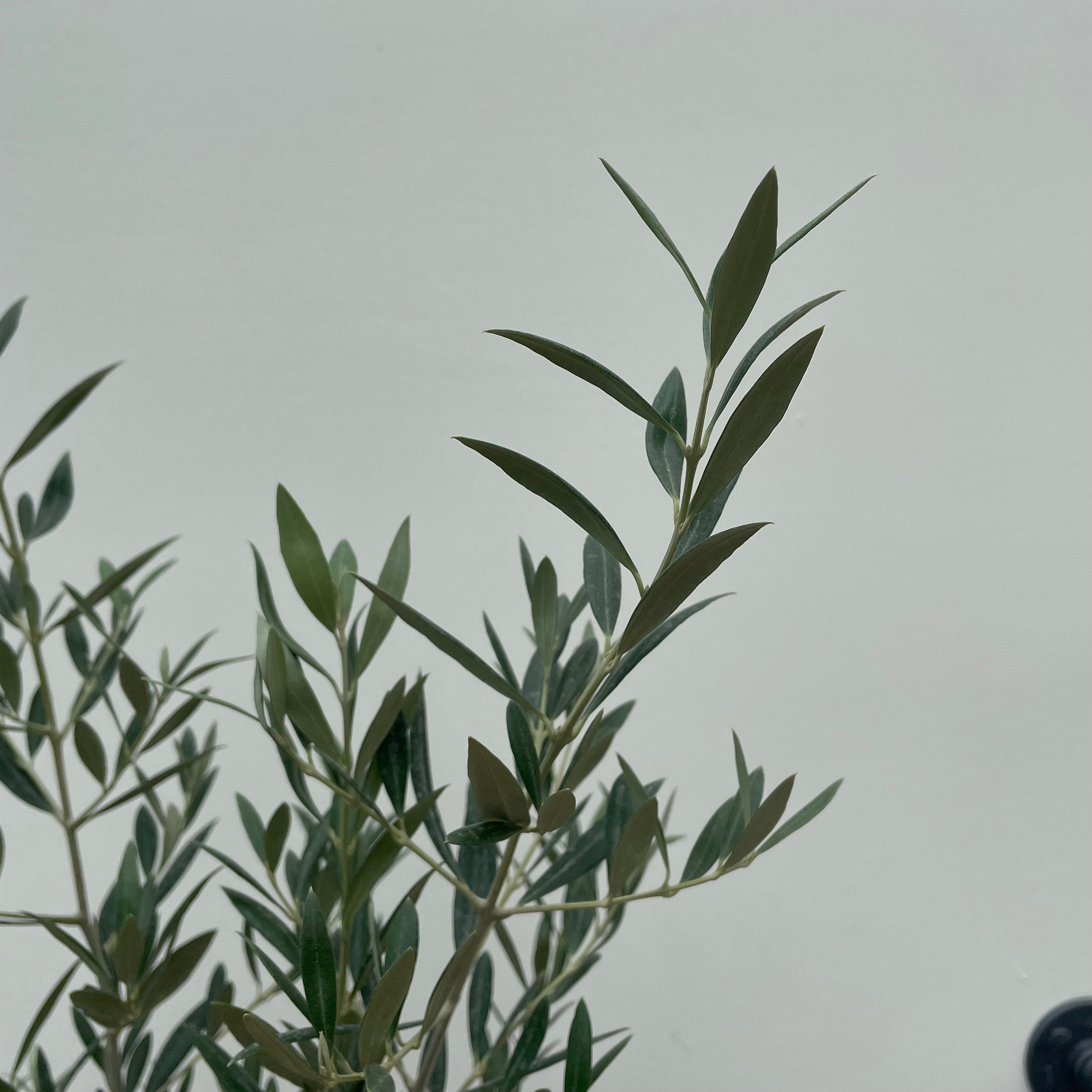 Olive Tree (Olea europaea)