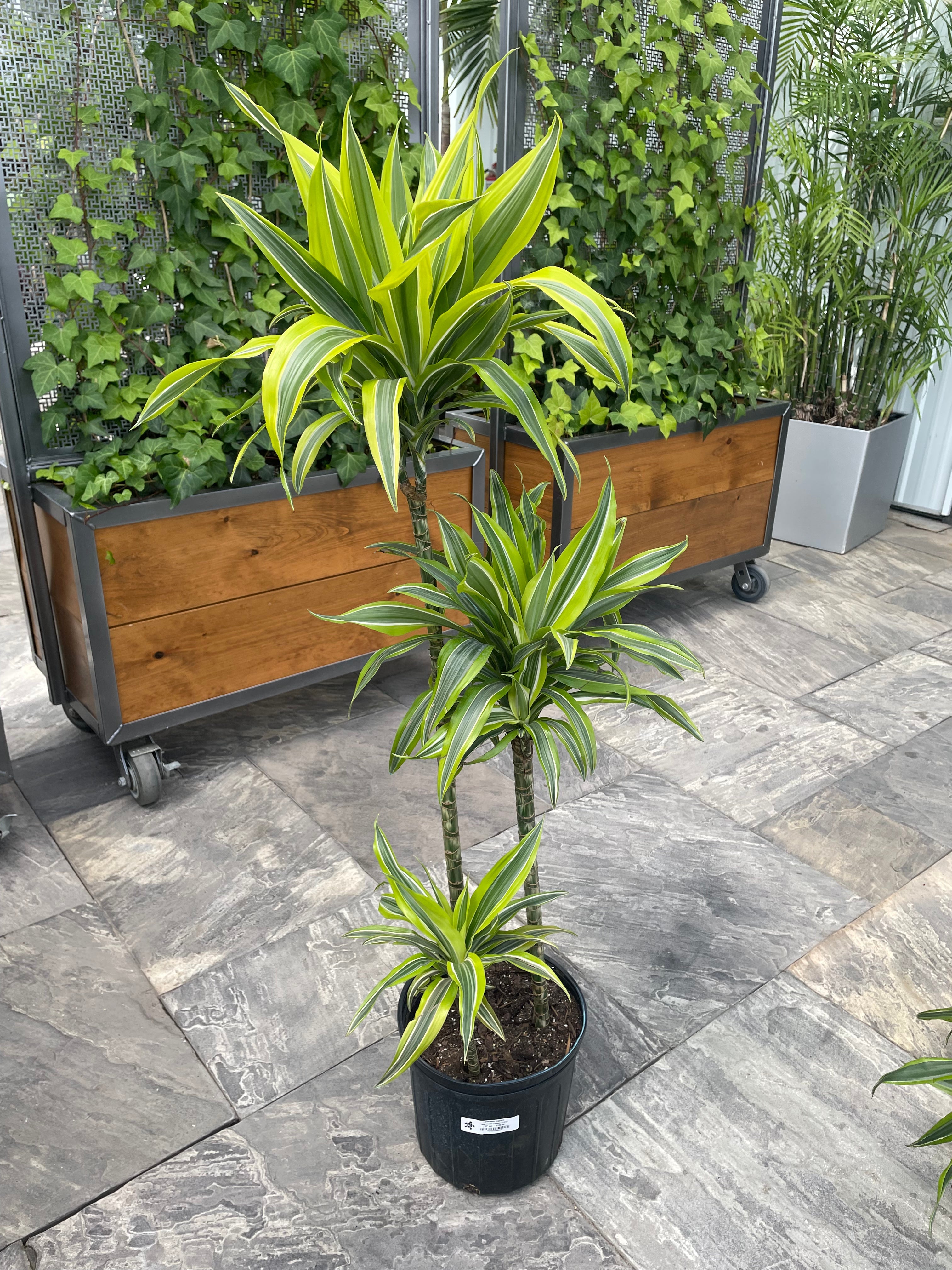 Dragon Tree 'Warneckii Lemon-Lime' (Dracaena fragrans)