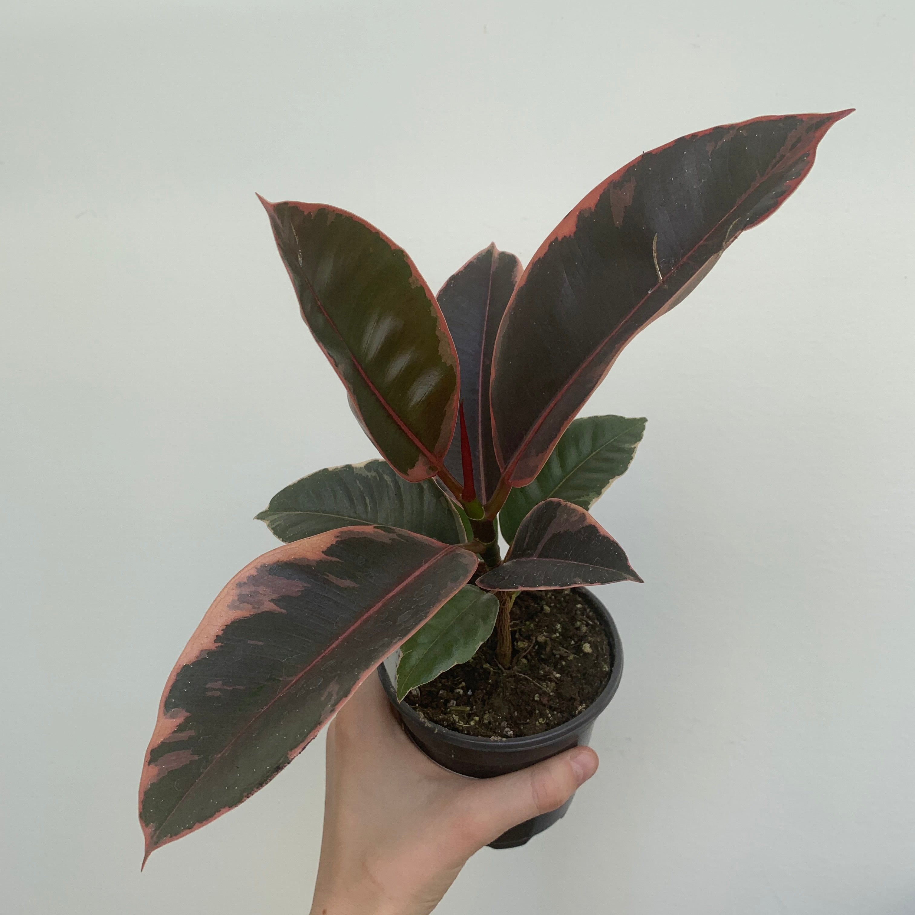 Variegated 'Ruby' Rubber Tree (Ficus Elastica)