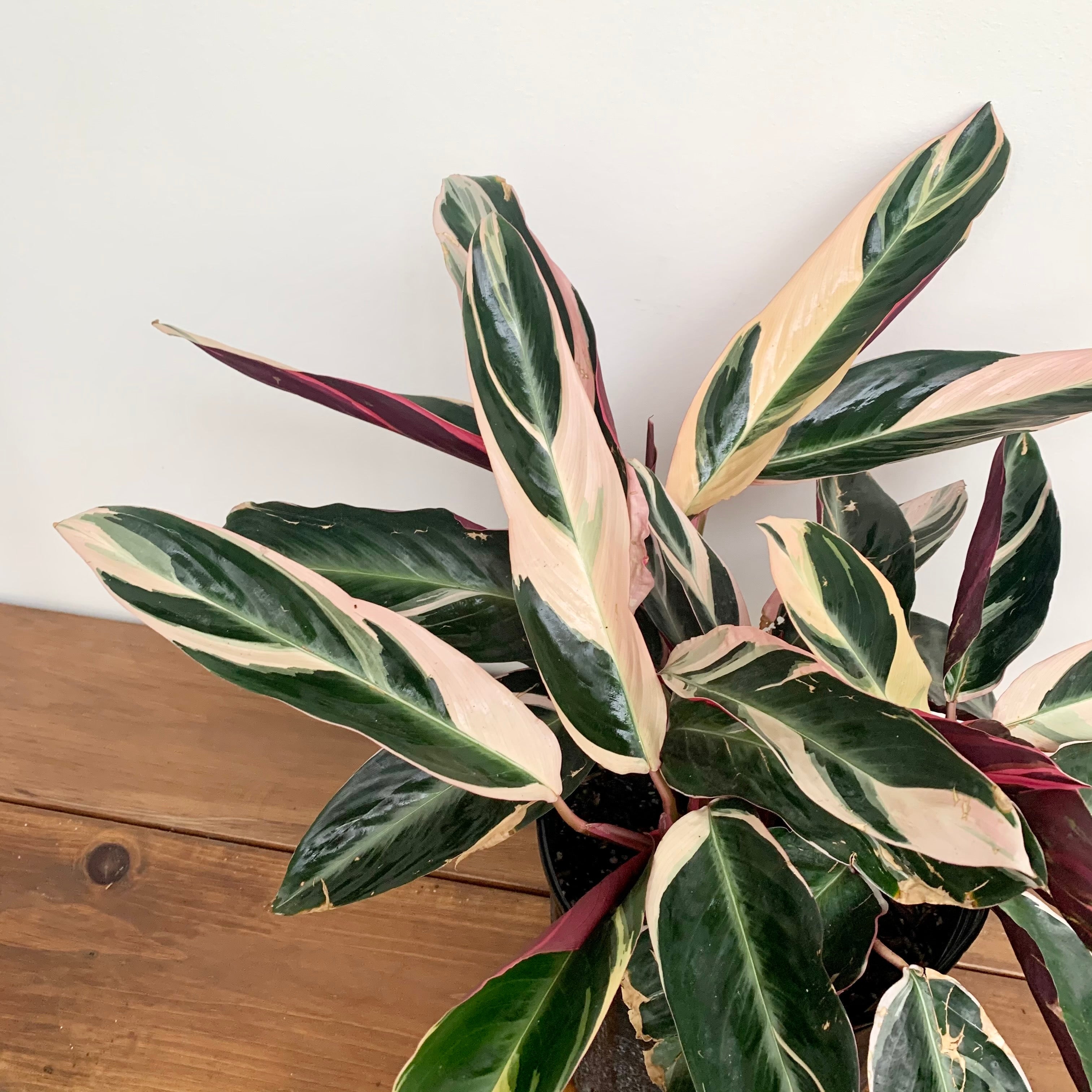 Triostar Prayer Plant (Stromanthe sanguinea)