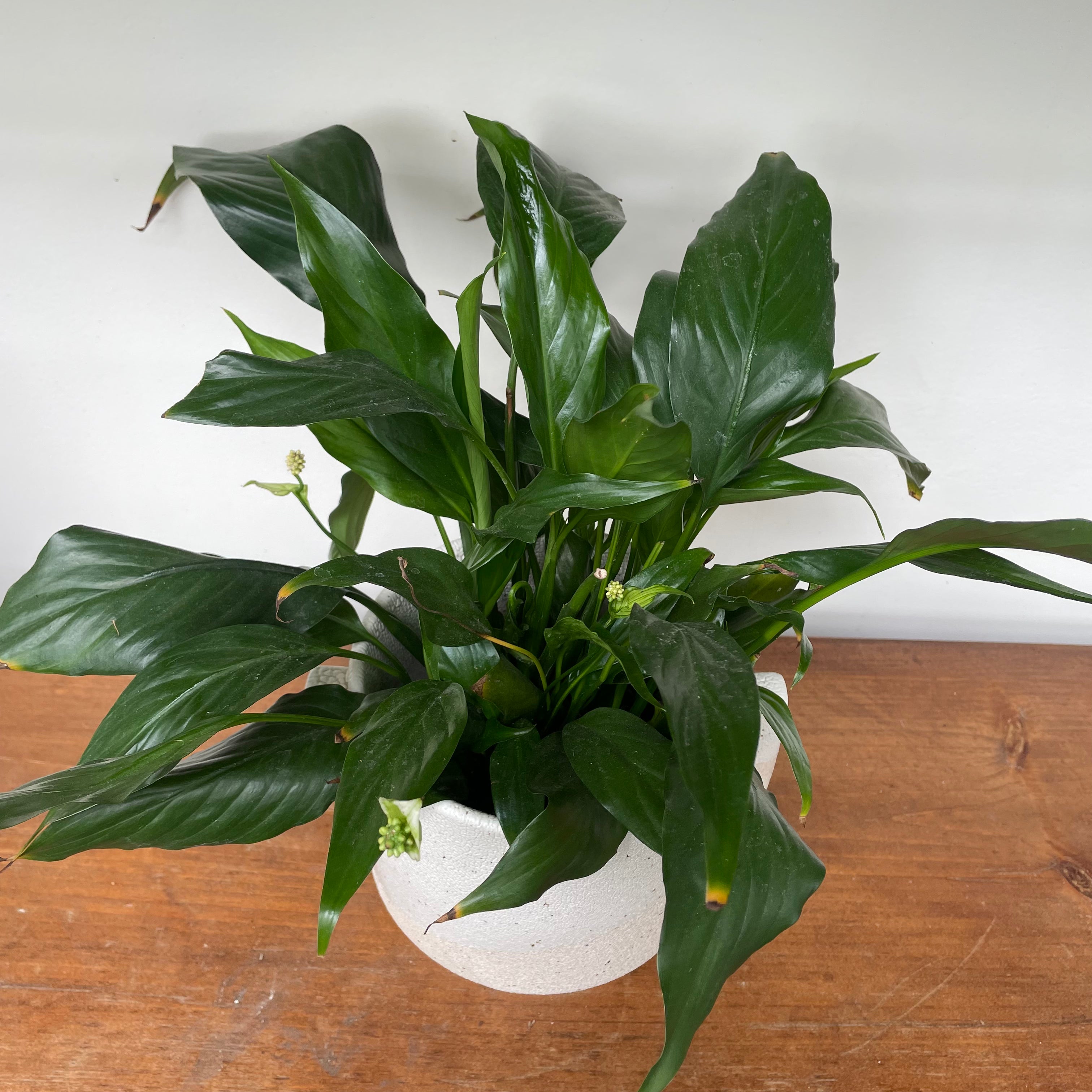 Peace Lily (Spathiphyllum wallisii)