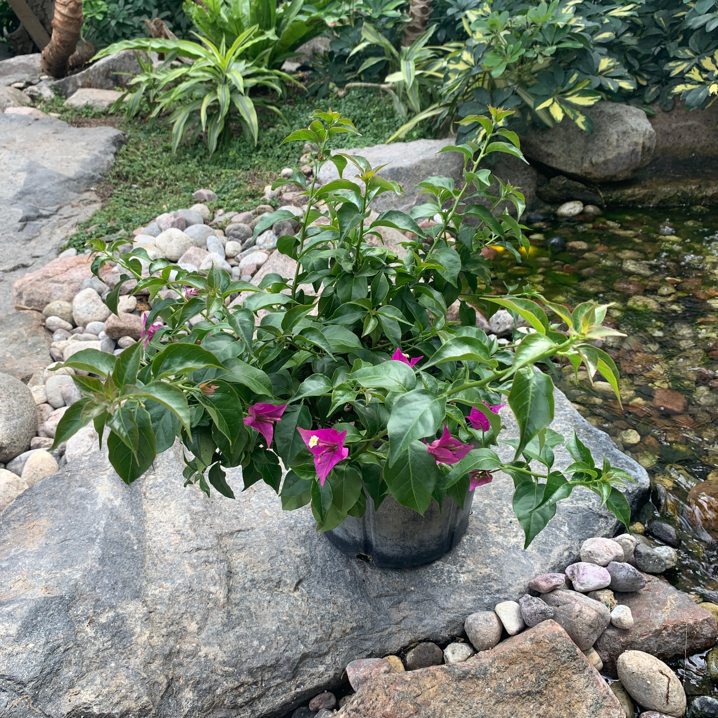 Paper Flower (Magenta) (Bougainvillea sp.)