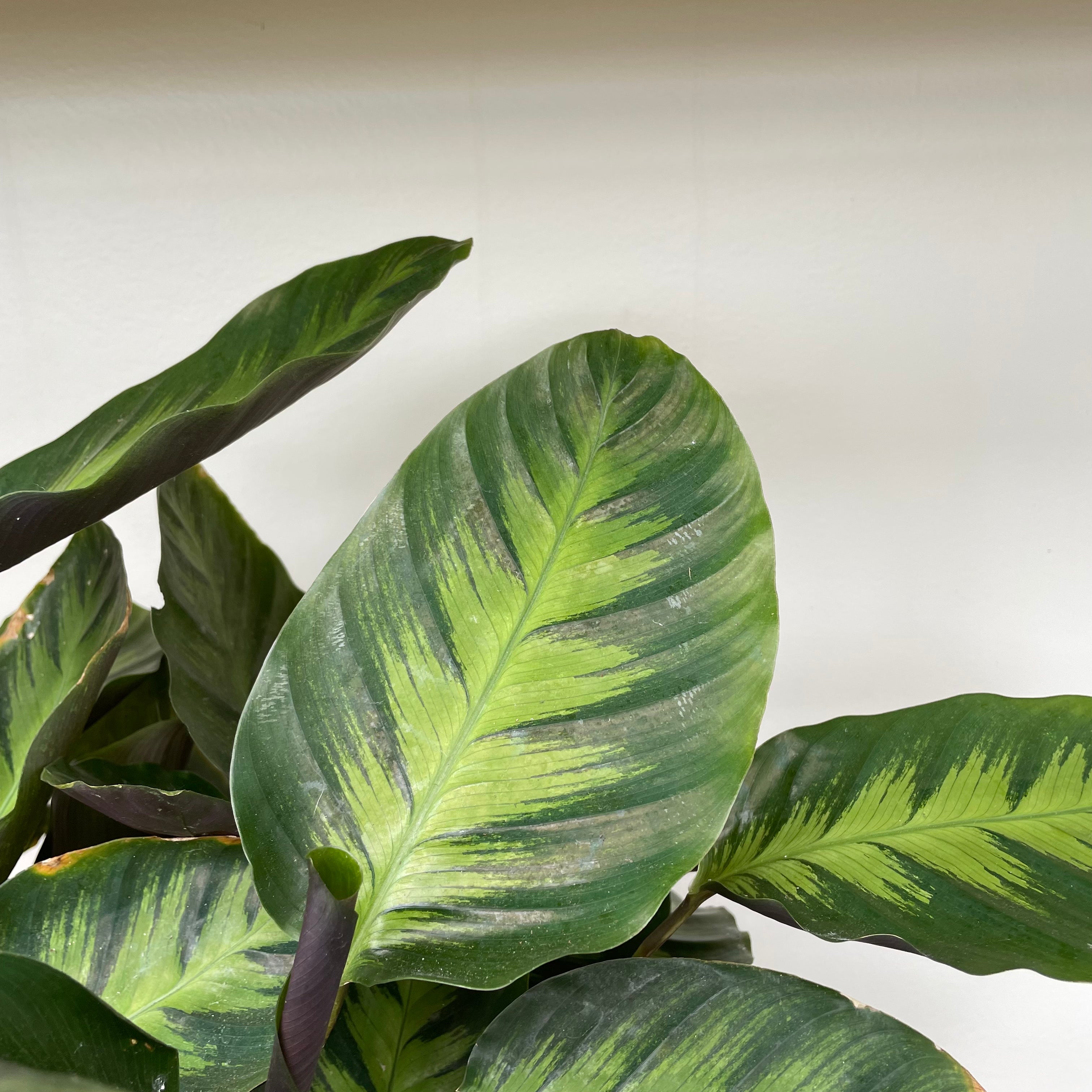 Peacock Prayer Plant (Calathea makoyana)