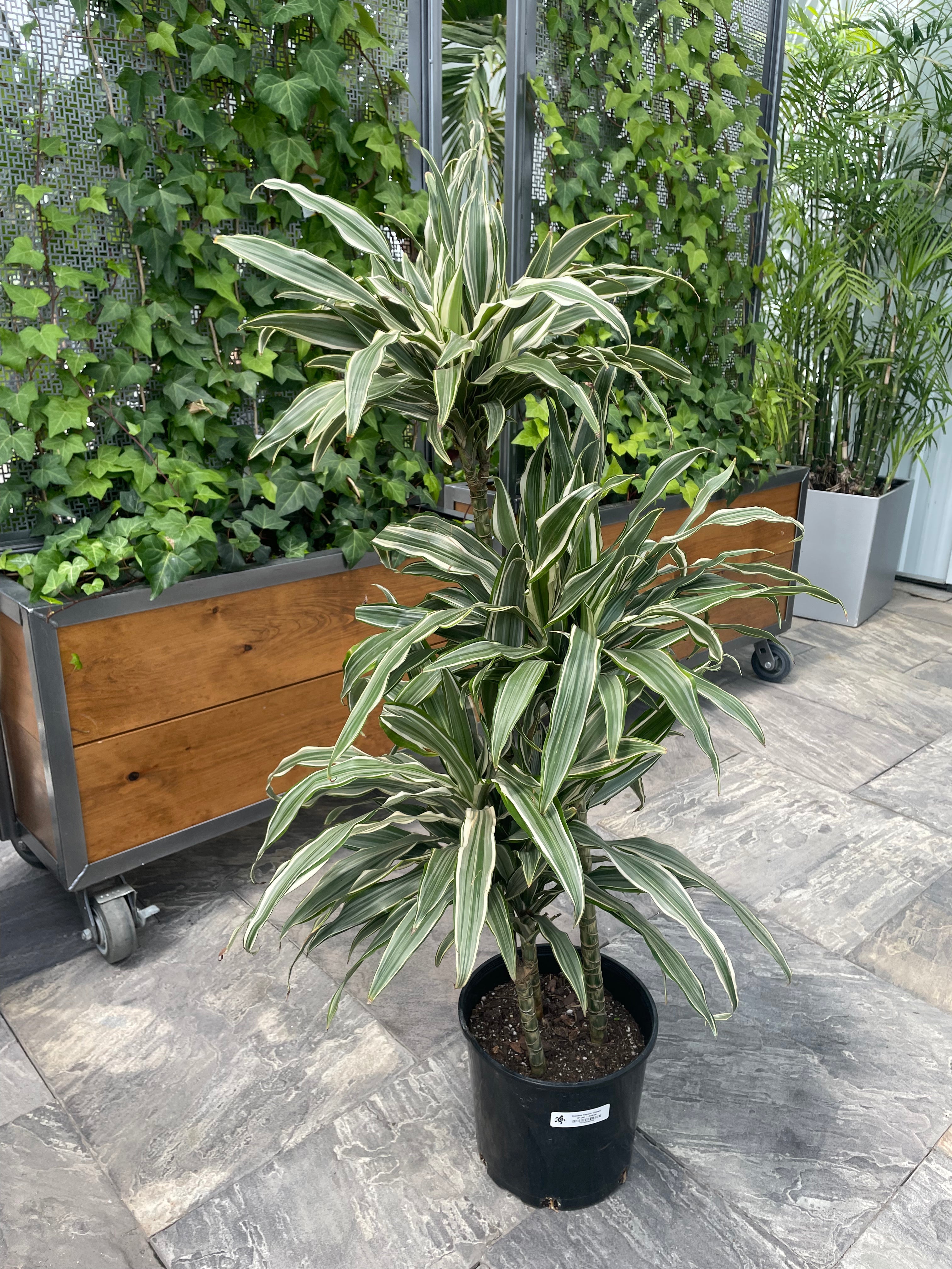 Corn Plant 'Ulysses' (Dracaena fragrans)