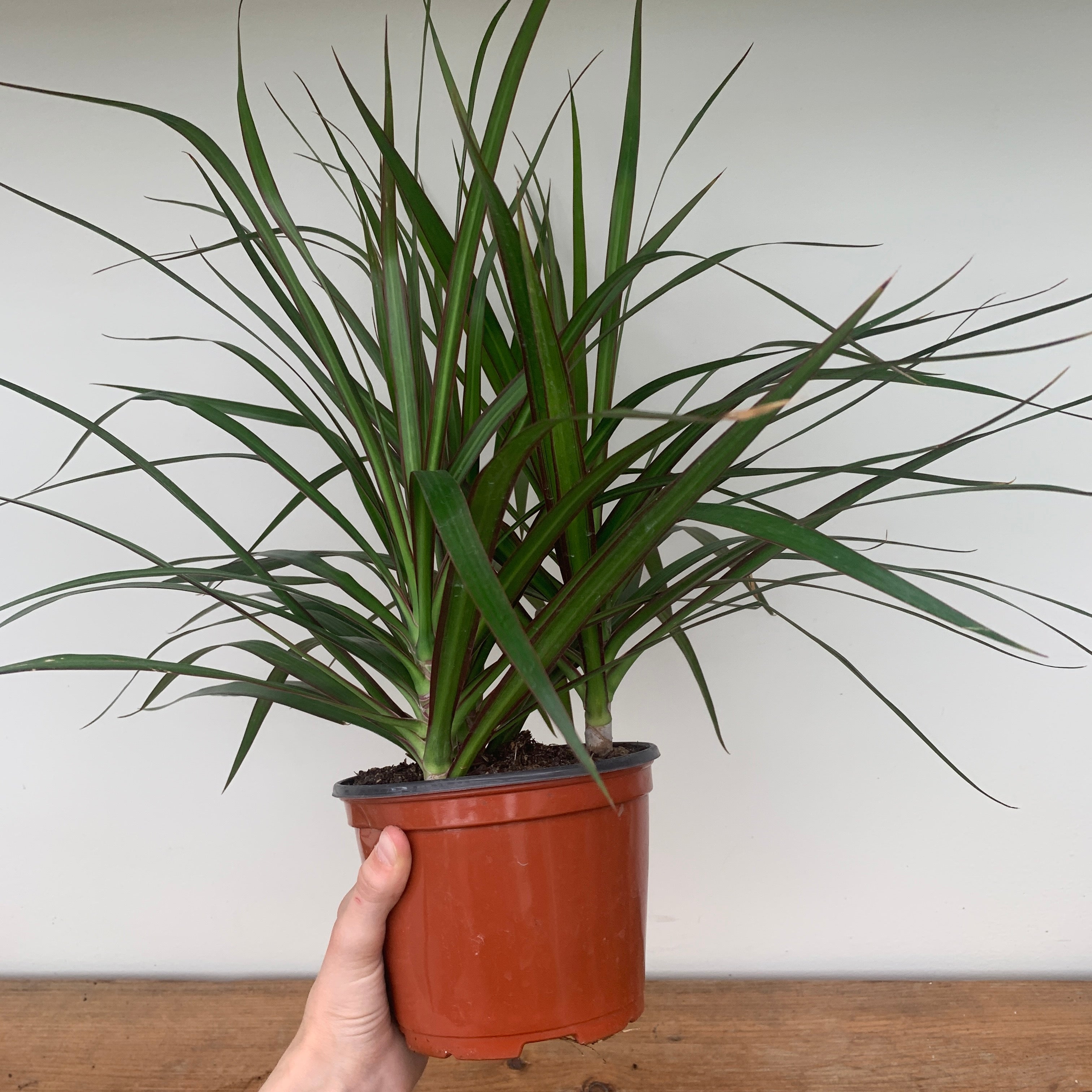 Madagascar Dragon Tree 'Red-Edged' (Dracaena Marginata)