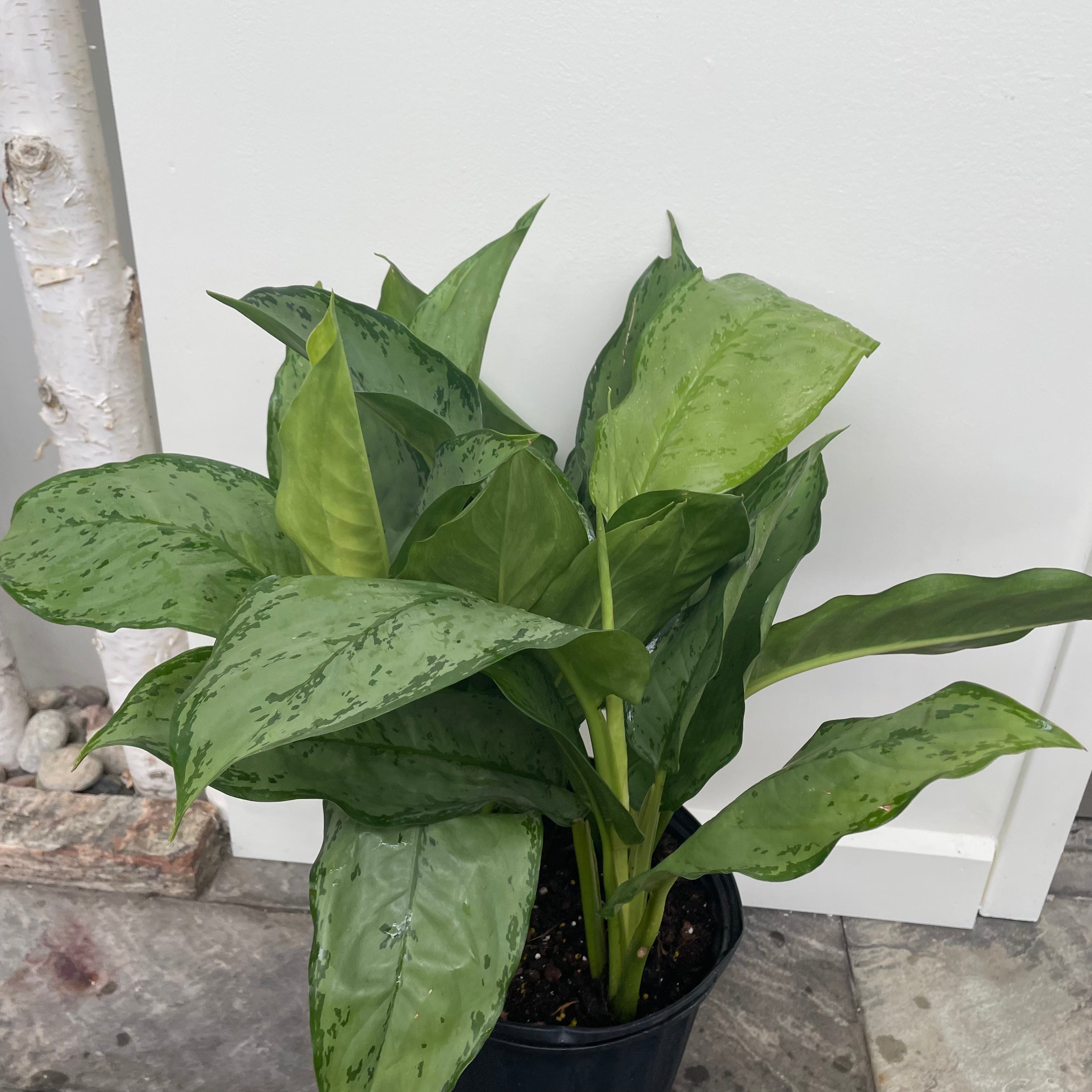 Chinese Evergreen Cecilia (Aglaonema)