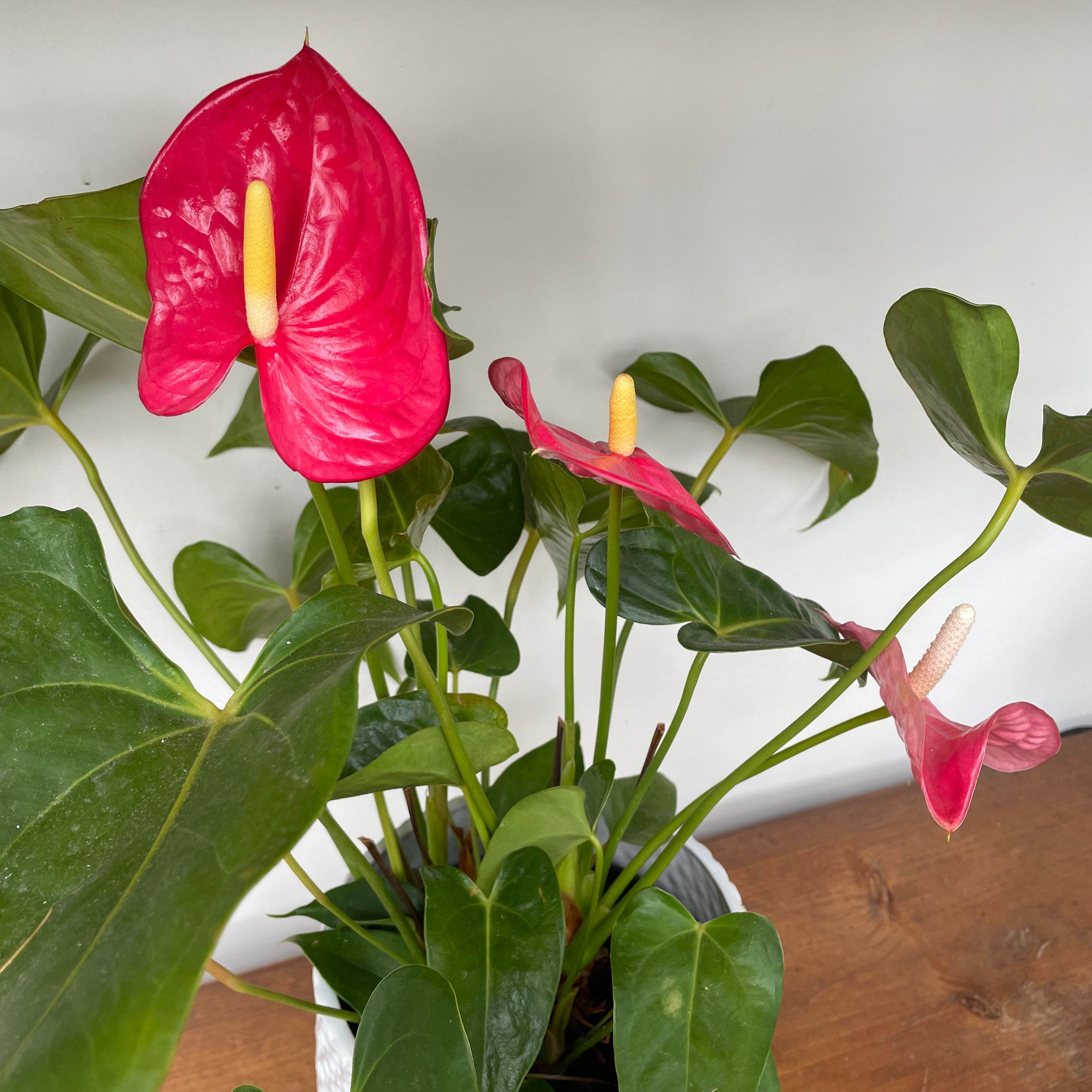 Flamingo Flower (Anthurium andreanum)