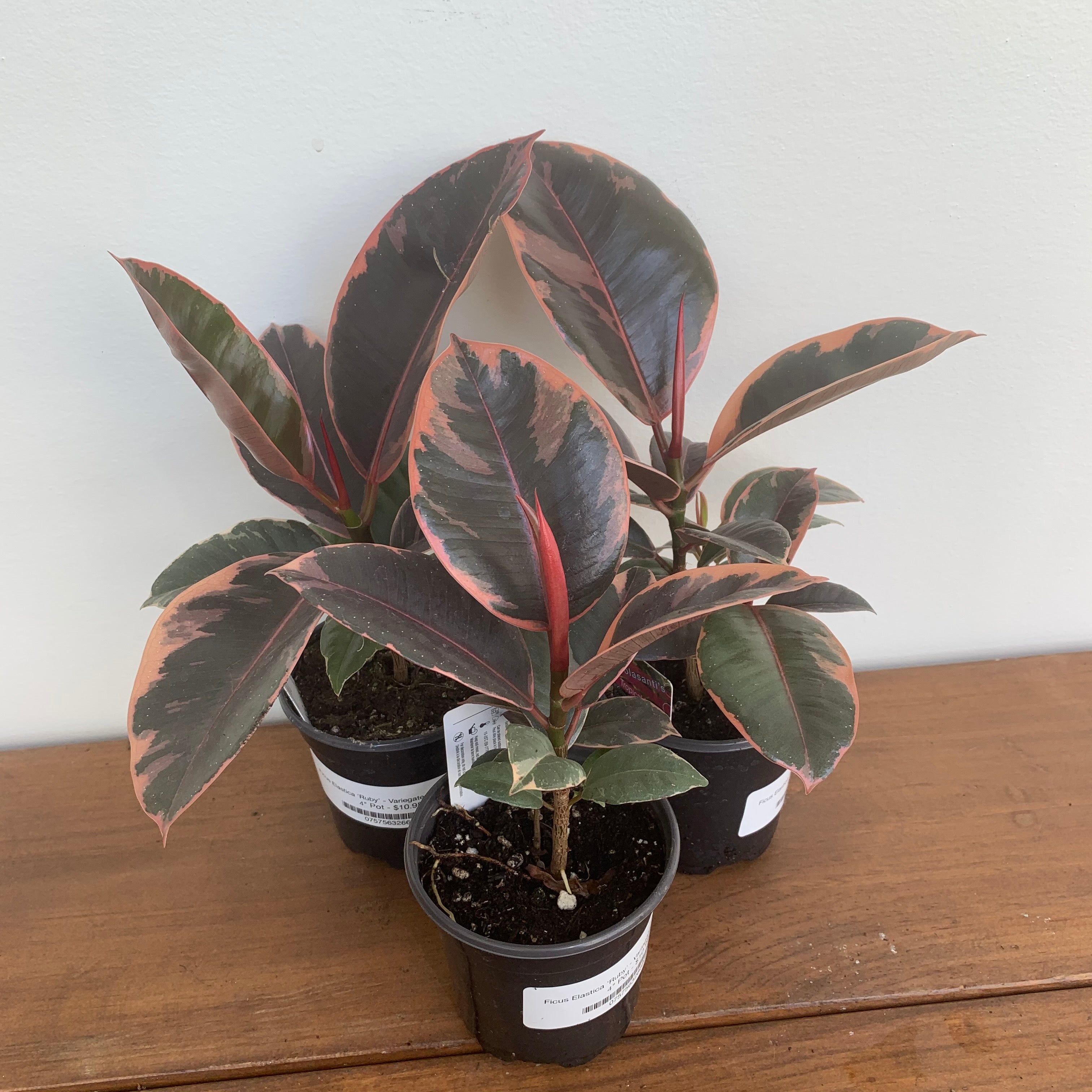 Variegated 'Ruby' Rubber Tree (Ficus Elastica)