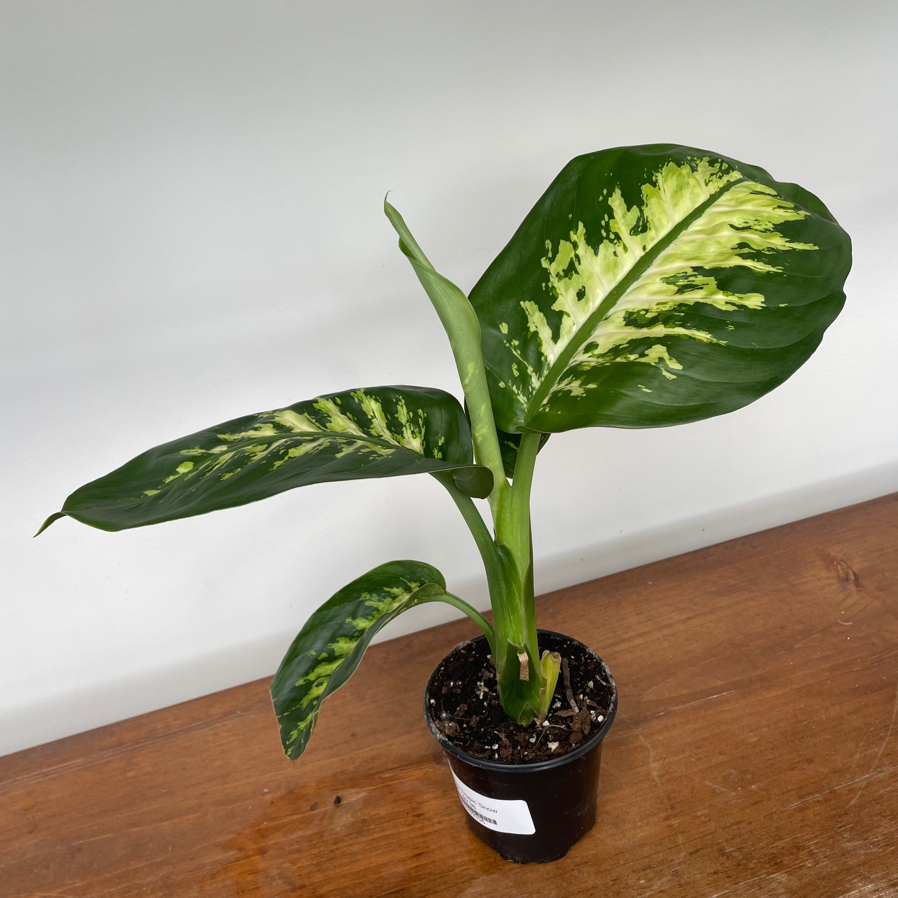 Dumb Cane 'Tropic Snow' (Dieffenbachia)