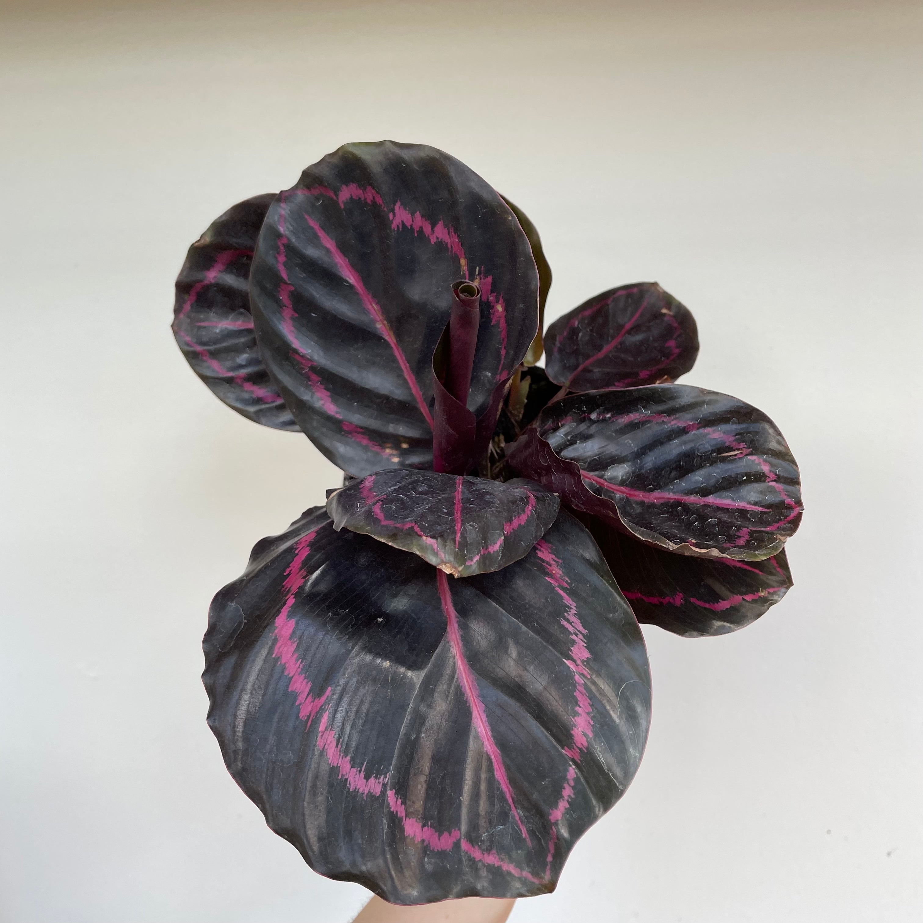 Zebra Plant (Calathea - Assorted)