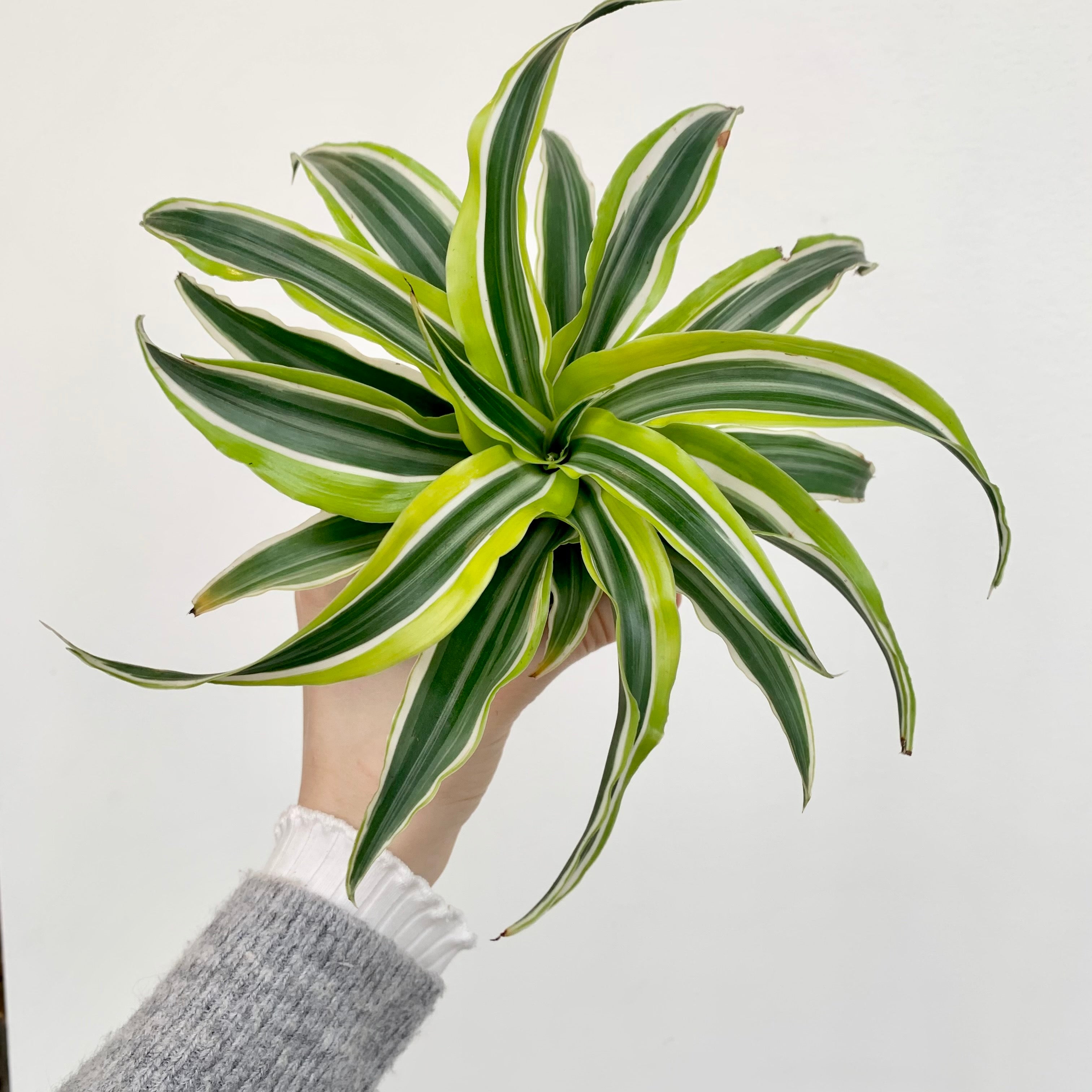 Dragon Tree 'Warneckii Lemon-Lime' (Dracaena fragrans)