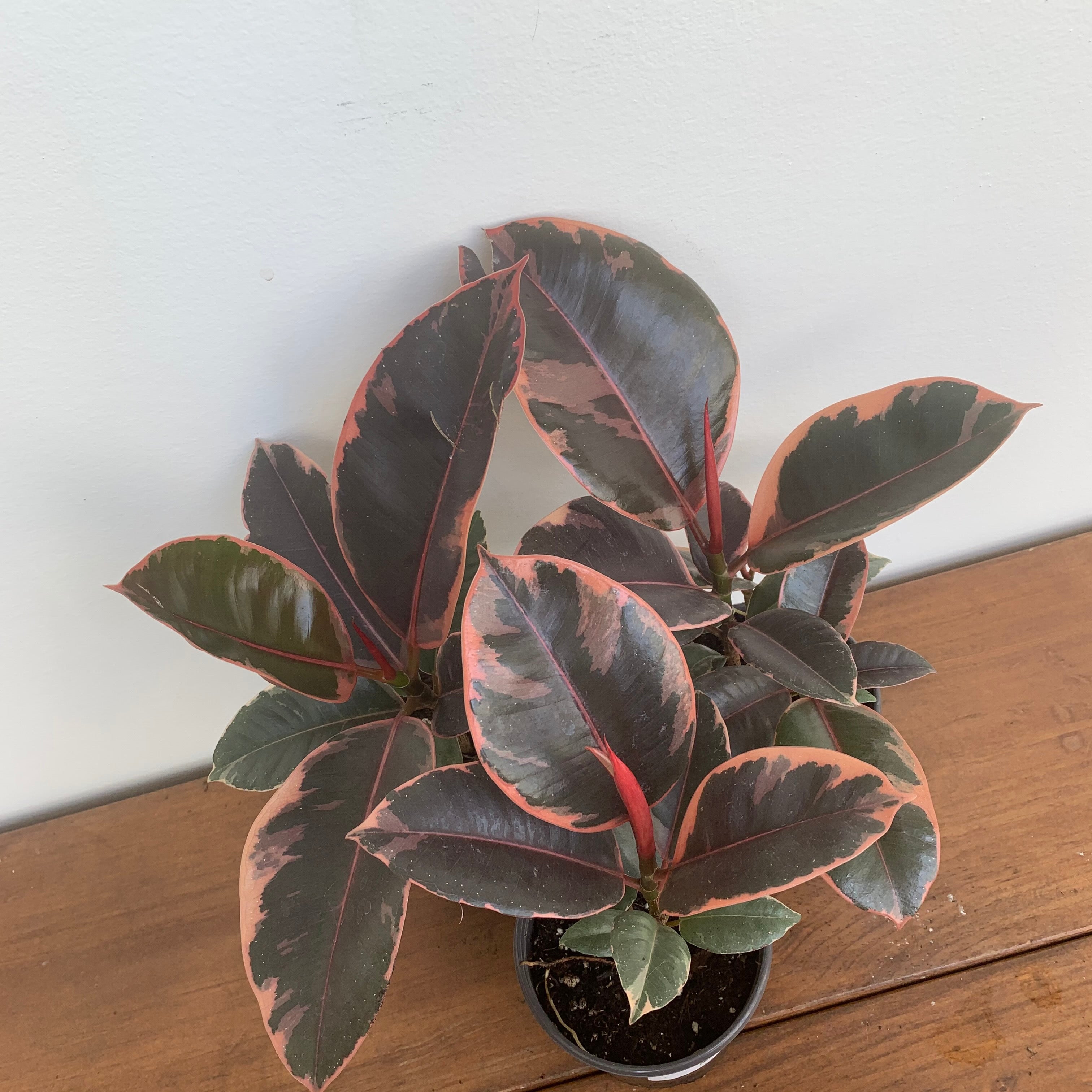 Variegated 'Ruby' Rubber Tree (Ficus Elastica)