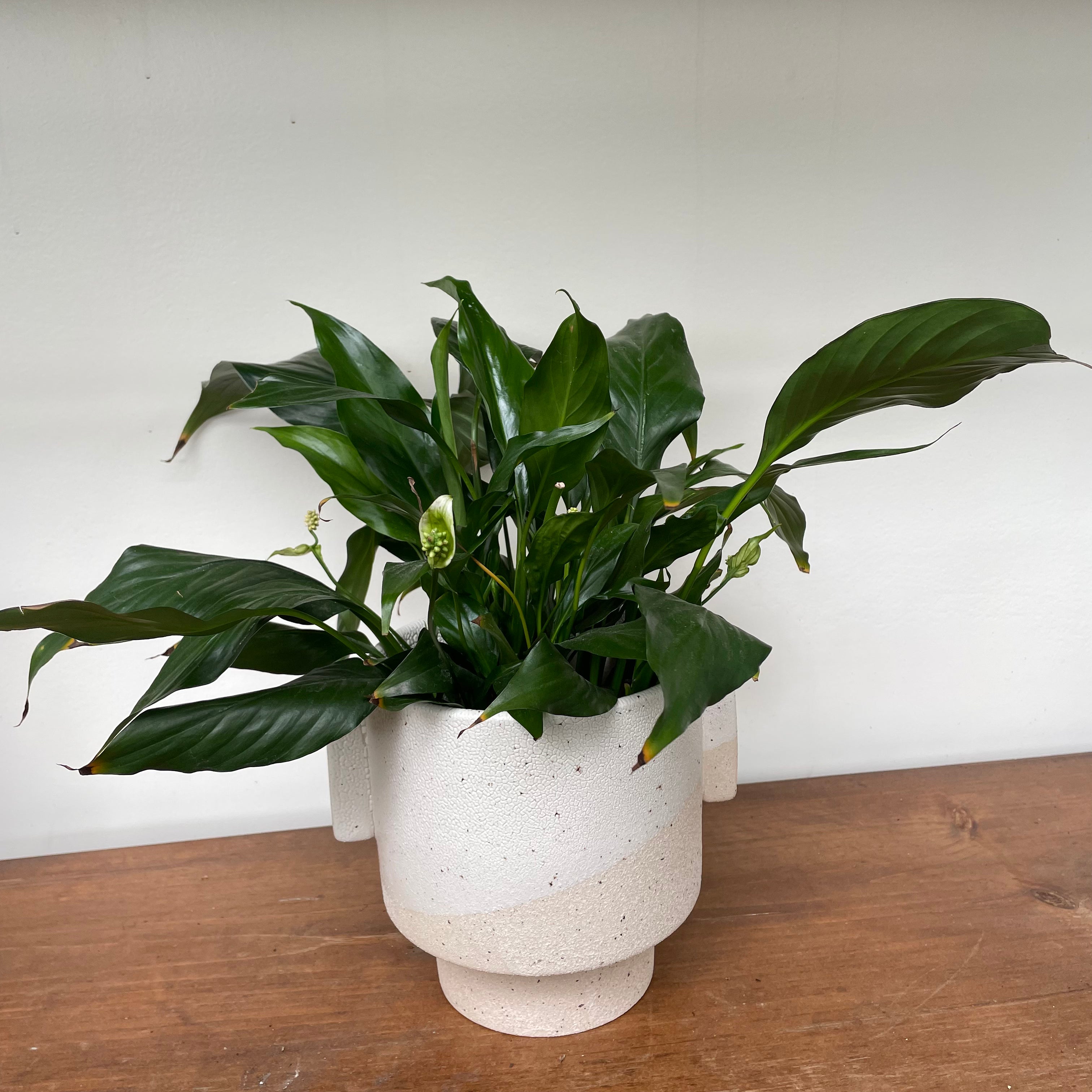 Peace Lily (Spathiphyllum wallisii)